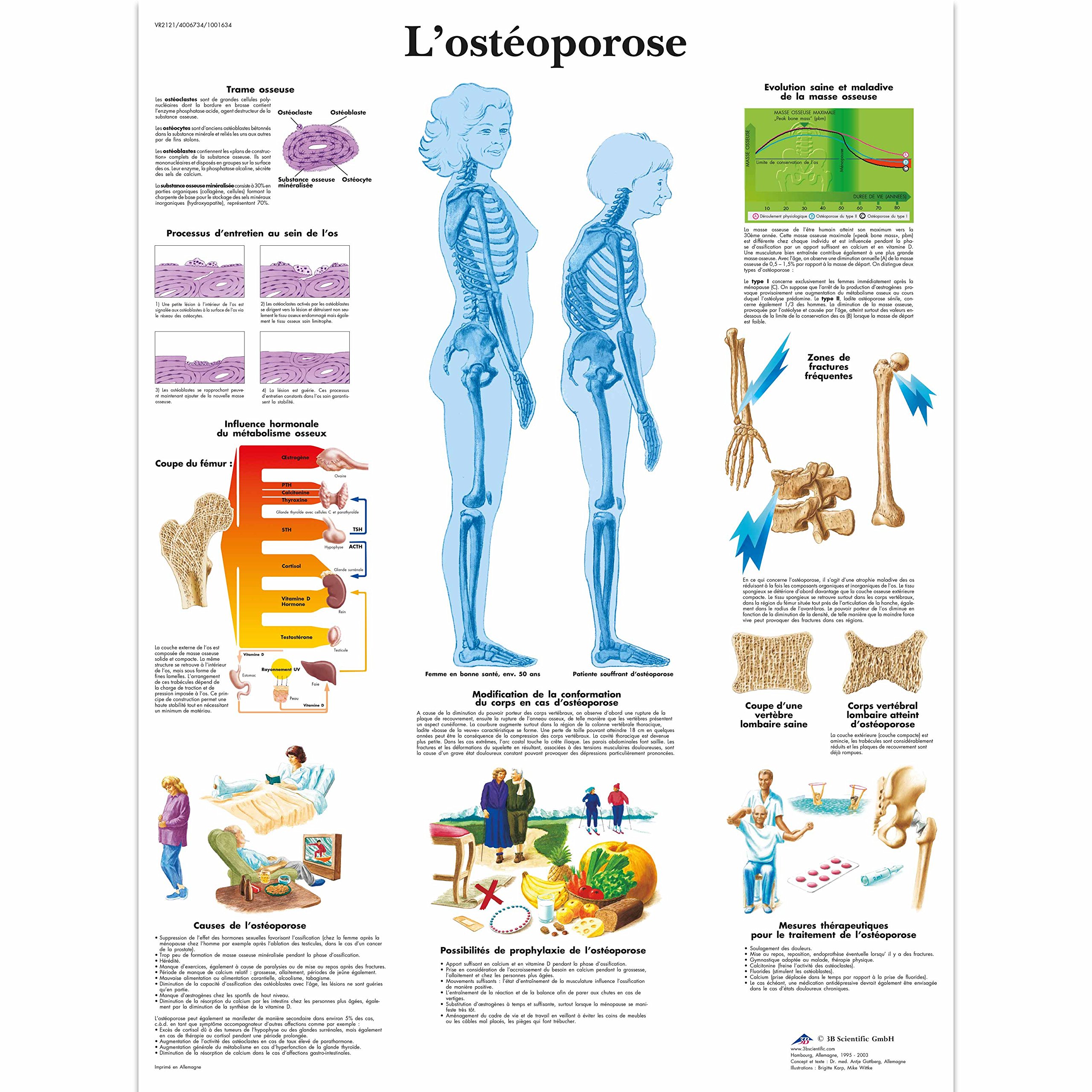 3B Scientific - Anatomical Board