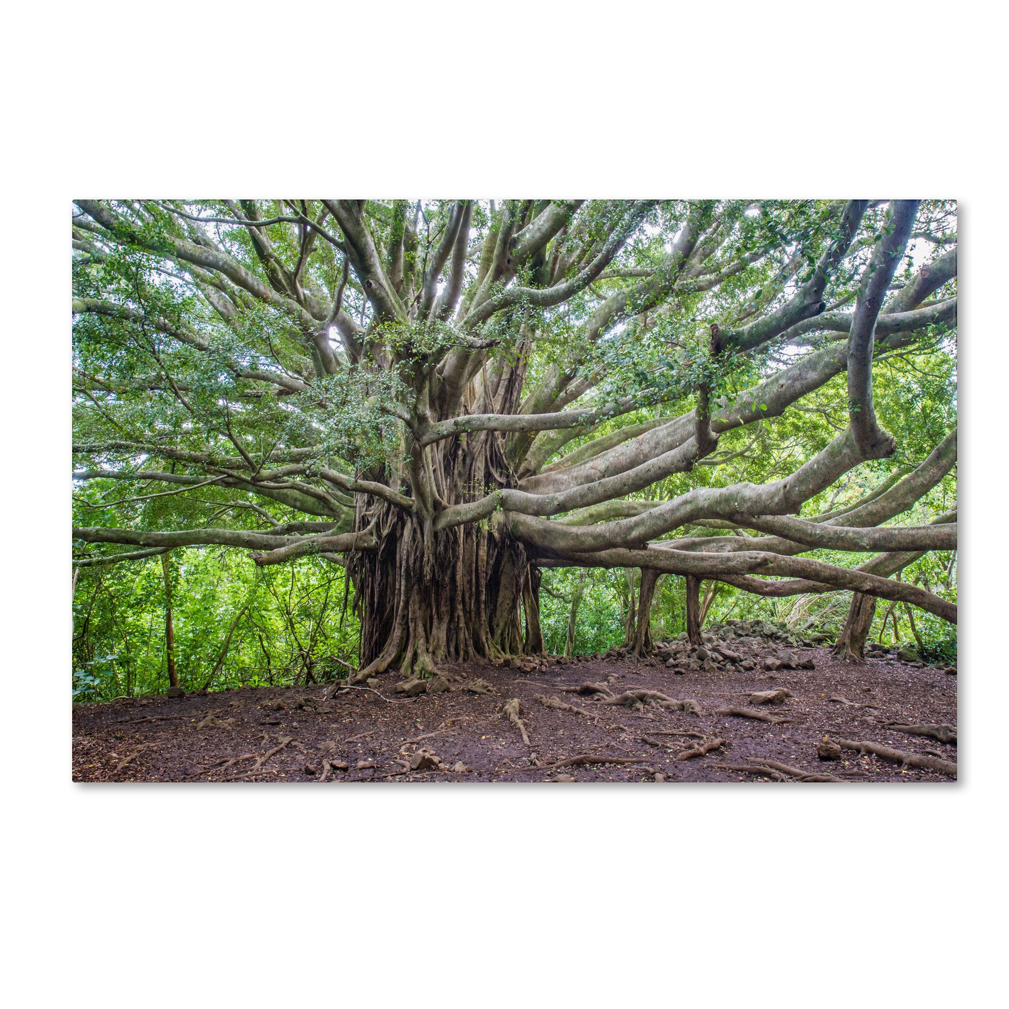 Trademark Fine Art Banyan Artwork by Pierre Leclerc, 16 by 24-Inch