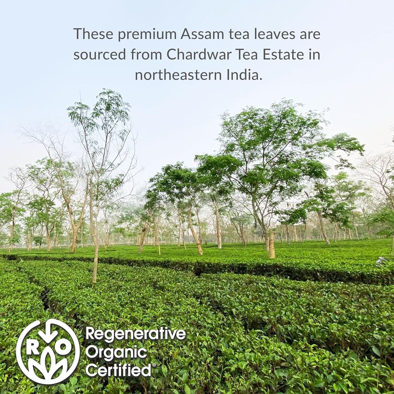 The Republic of Tea – Assam Black Iced Tea, 8 Quart-Sized Iced Tea Pouches, Regenerative Organic Certified - Image 3