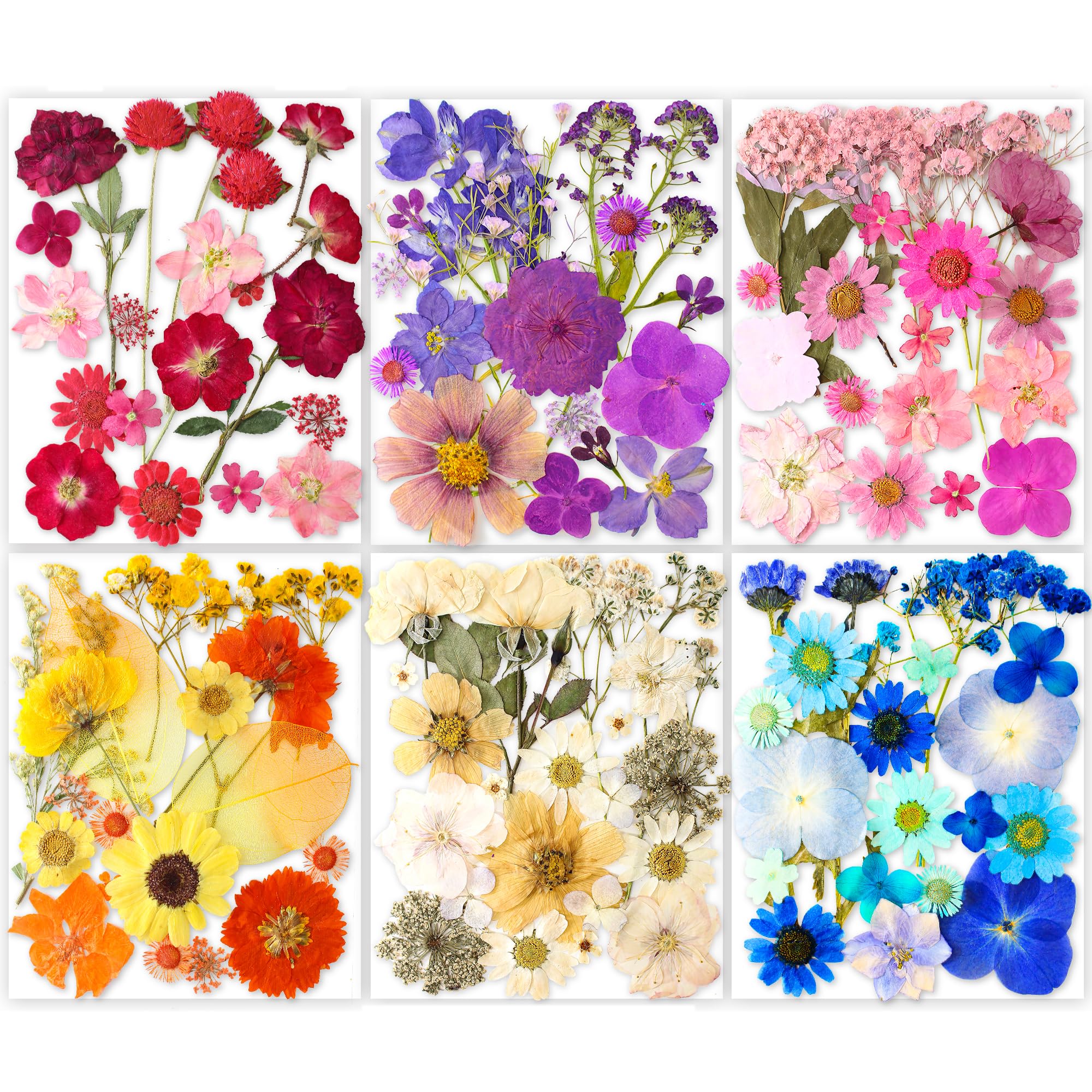 Fleurs Pressées Naturelles - Lot Autocollants Papillon & Fleurs Séchées Pour DIY, Scrapbooking, Décoration