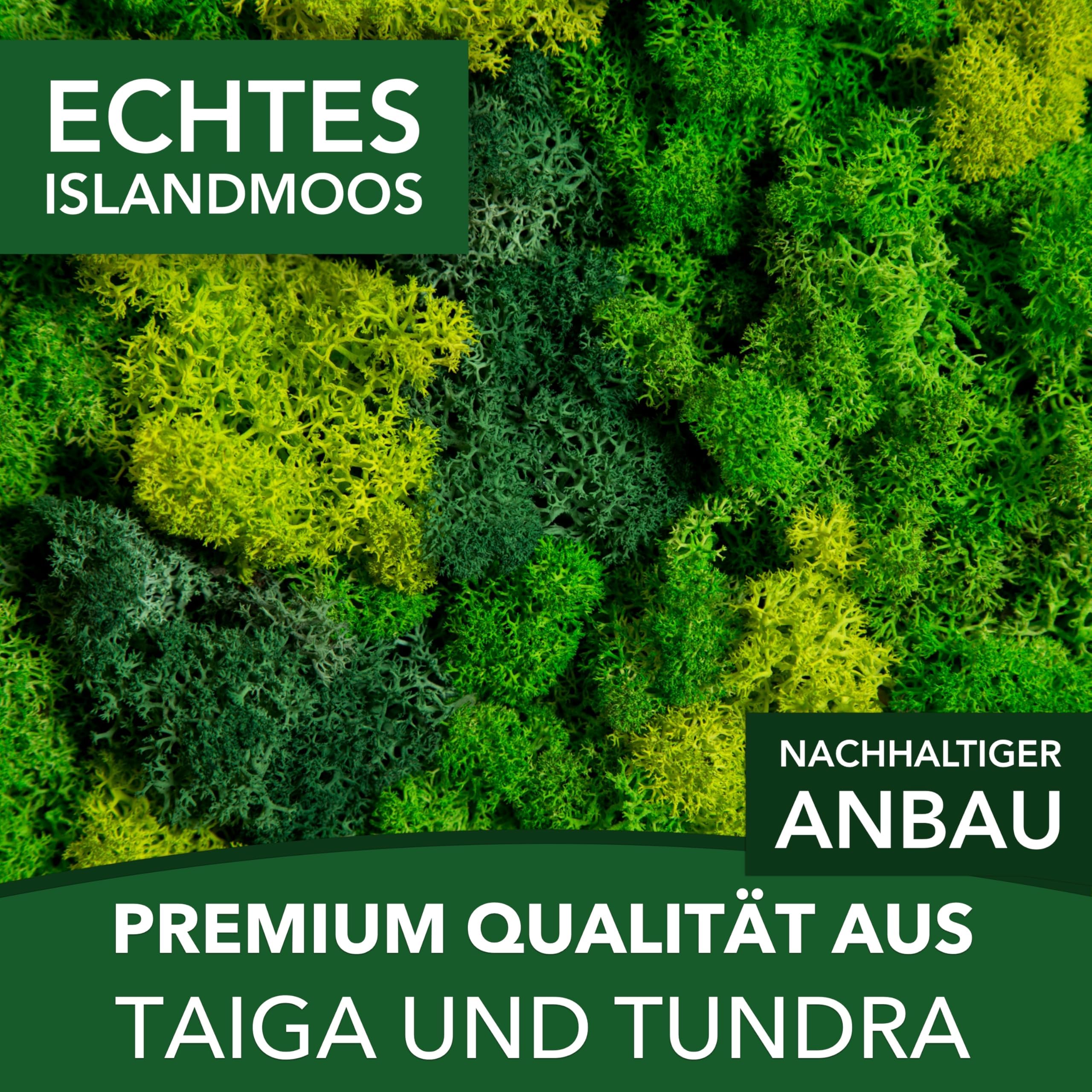 Sphagnum-Shop Islandmoos Rentierflechte konserviertes Moos in Hellgrün 1000 g | Echtes buntes Deko Moos für Moosbild Modellbau Basteln