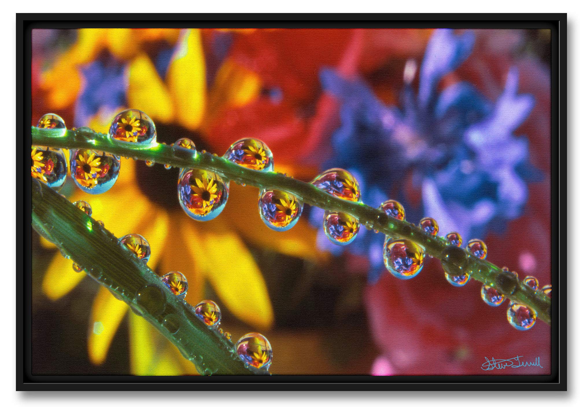 Reflections in Dew Drops Professionally Framed Giclee Archival Canvas Wall Art for Home & Office from Photograph by Steve Terrill 12" x 18"