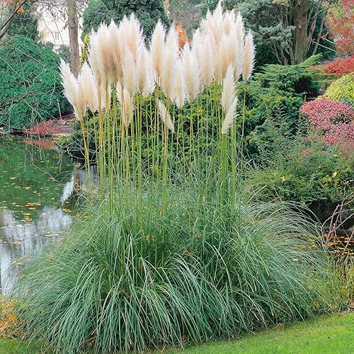 Miniatura 4 de Semillas de césped - Pampas Plume White - Paquete - Semillas de hierba blanca, fáciles de cultivar y mantener, crecimiento rápido, jardín en