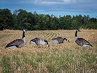 Vista 4 de Señuelos de silueta de la serie 1 Doz Vivid