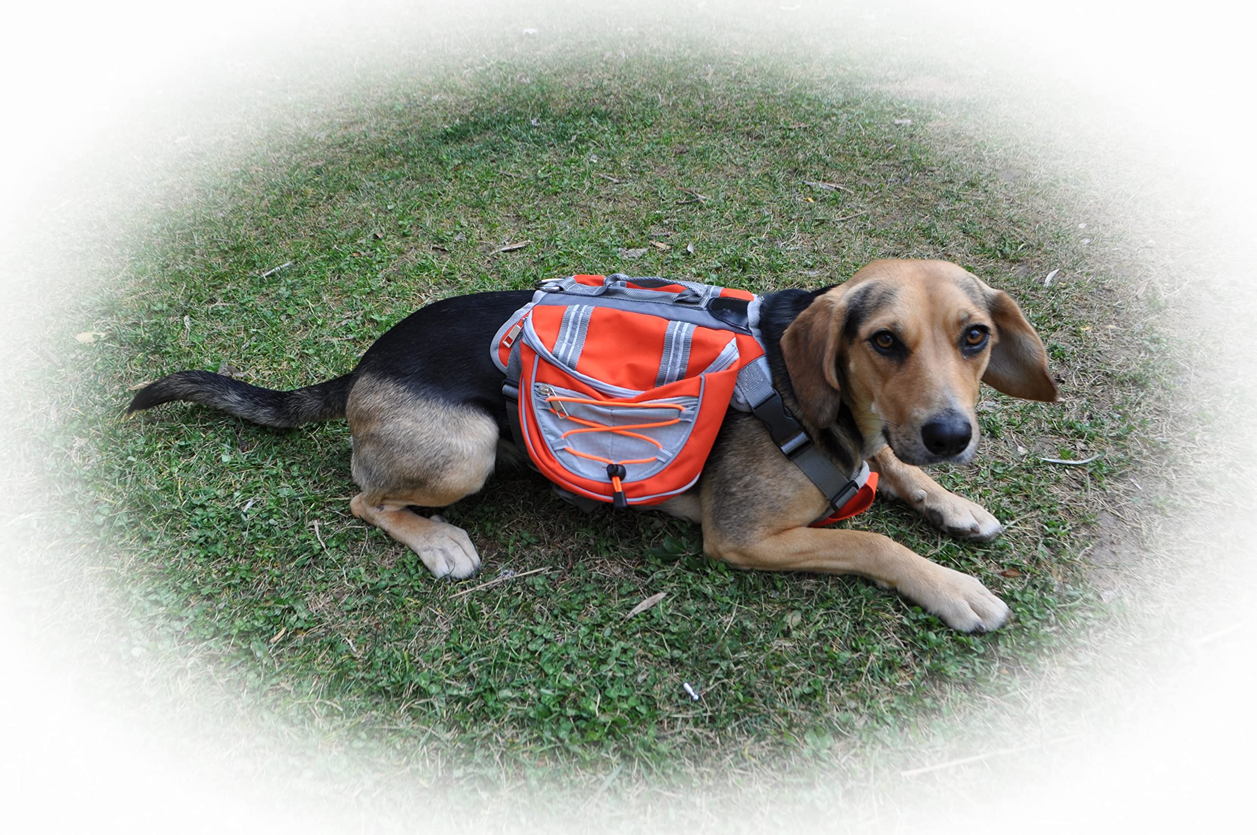 Zaino bisaccia per cani regolabile per trekking, imbracatura con manico per viaggi. Doppia tasca grande per accessori. Sicurezza e striscia riflettente, traspirante comoda leggera.