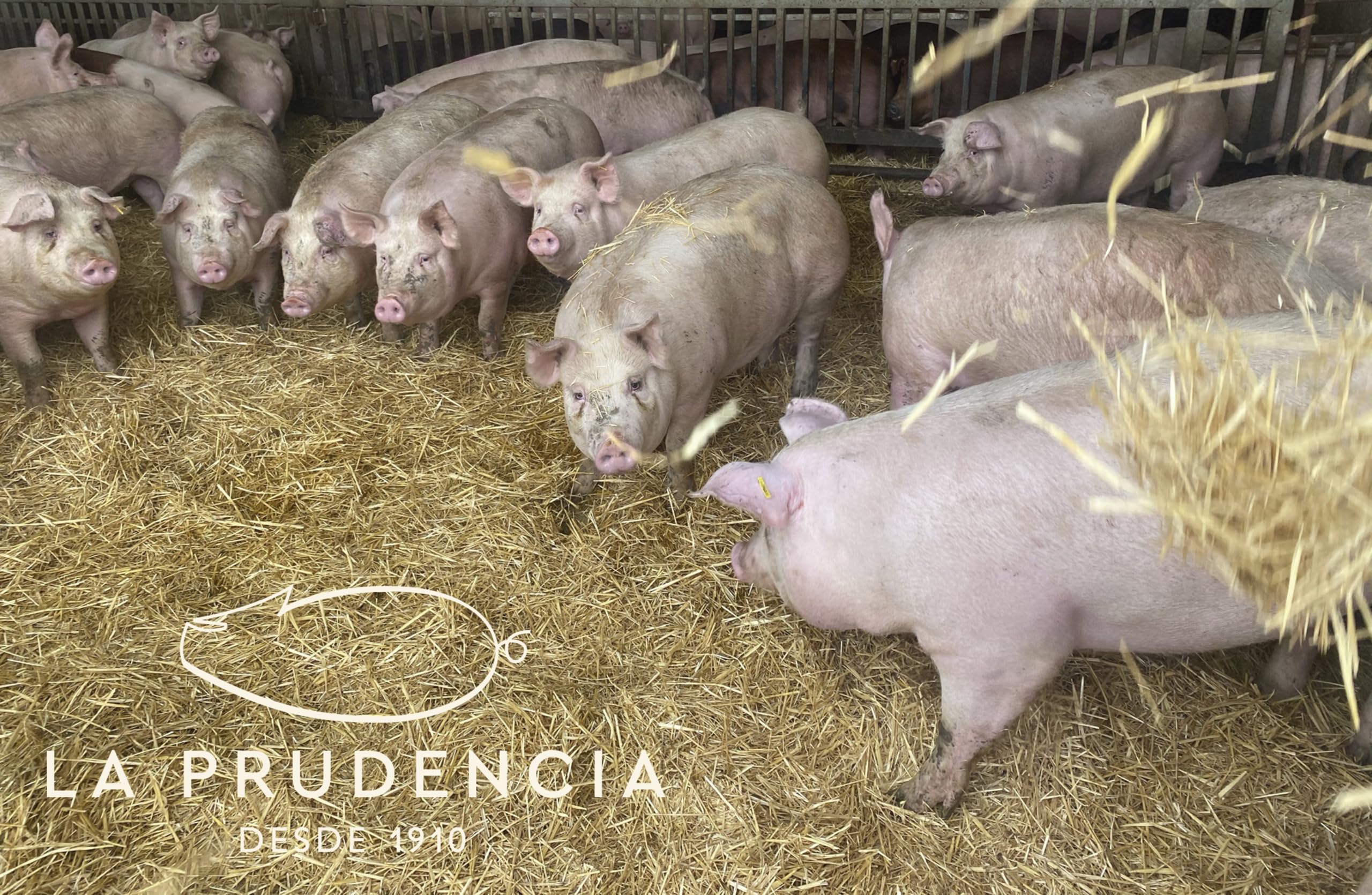 LA PRUDENCIA - Jamón Serrano Gran Reserva - 24 Meses de Curación - 7 a 8 kg Aprox. - ORIGEN SEGOVIA