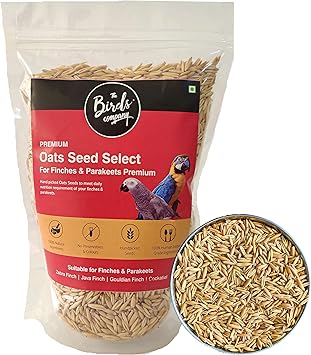 The Birds Company Premium Oats Seed Select, Fortified with Spirulina, Bird Food for Finches, Budgies, Conures, Lovebirds, Cockatiels, African Grey, Macaws, Cockatoo, 450 g - image, photos