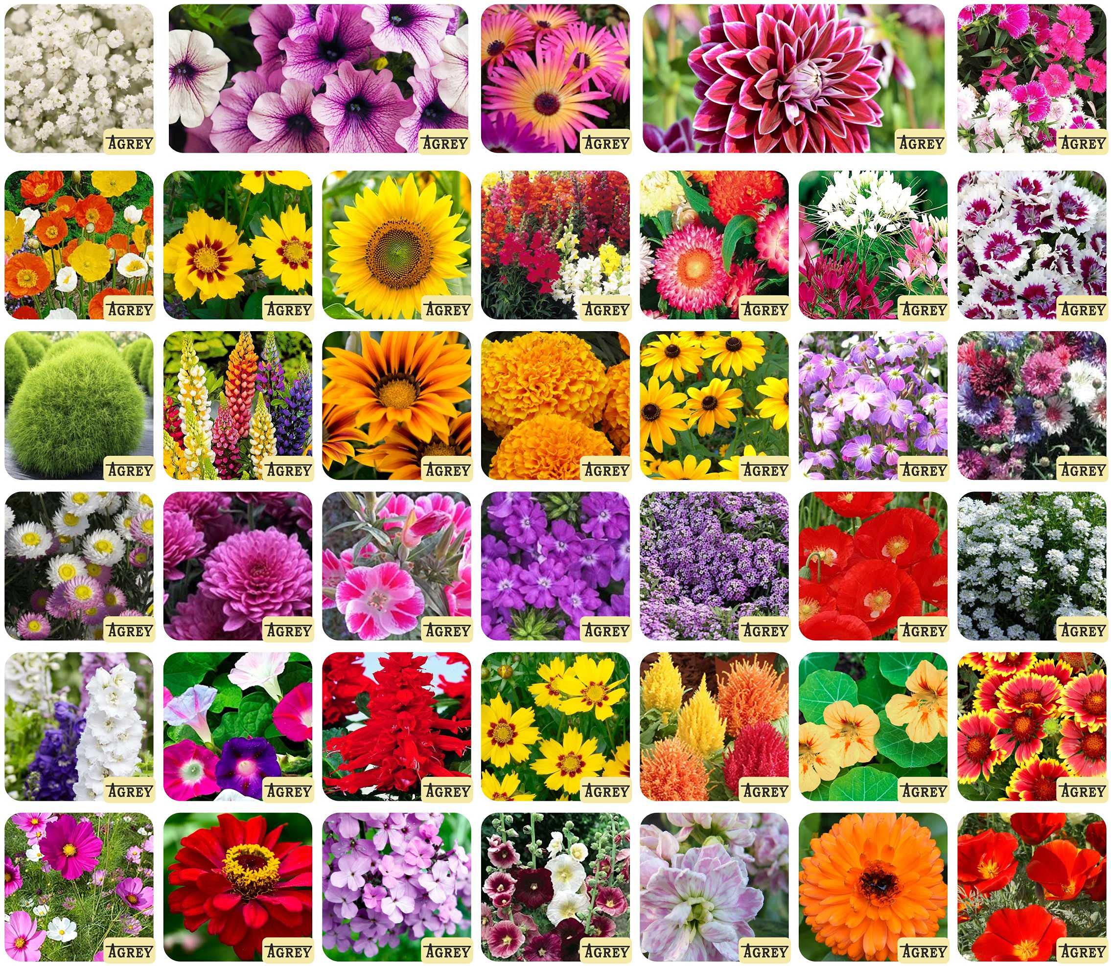 See full amazon price history chart for Agrey 40 Varieties of Flower 2295+ Seeds For Your Garden Beautiful Bloom High Germination Seeds with Instruction Manual Agrey 40 Varieties of Flower 2295+ Seeds For Your Garden Beautiful Bloom High Germination Seeds with Instruction Manual (B0929B78TY) Amazon Price History, Amazon Price Tracker