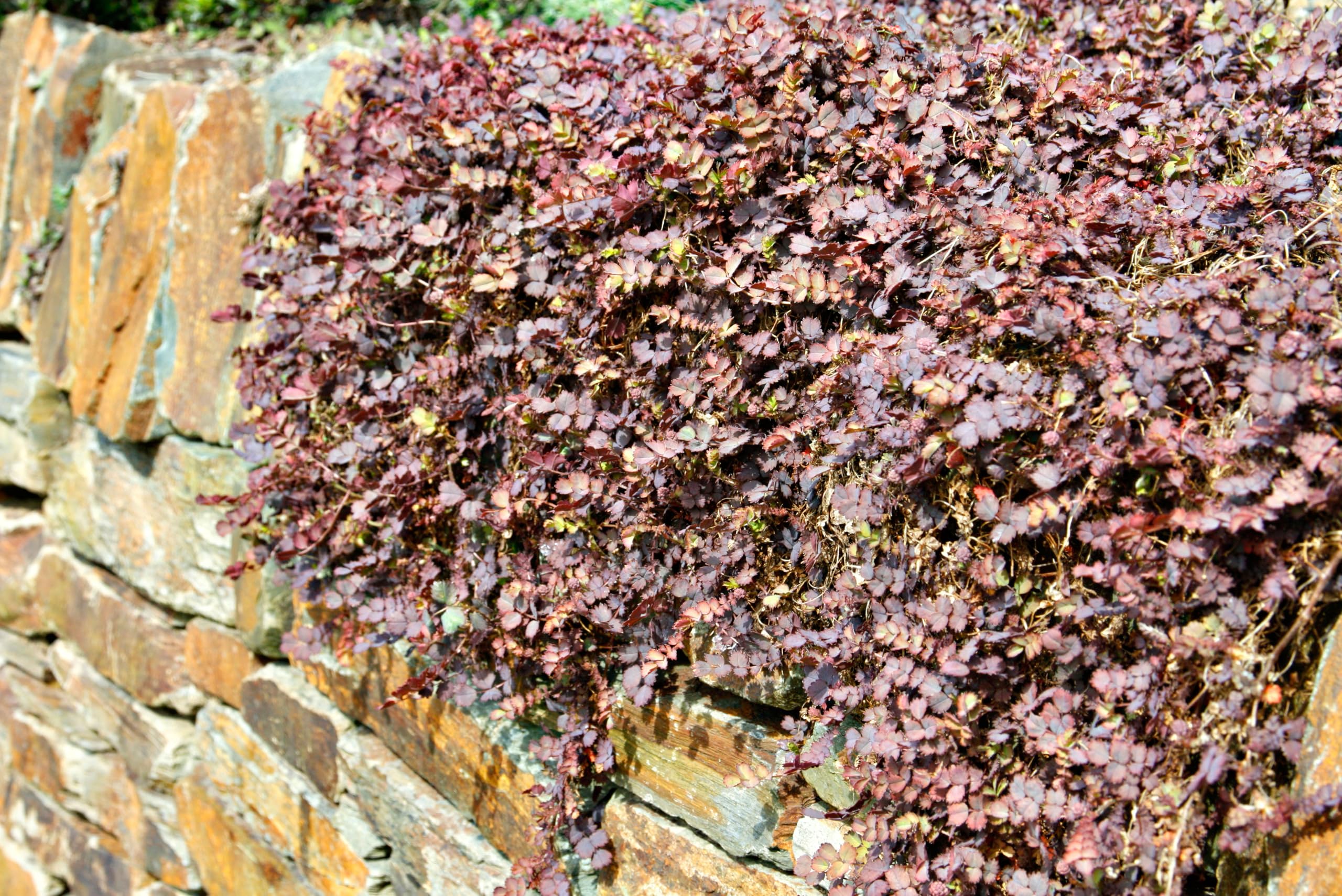Stauden Gänge 10 x Acaena inermis 'Purpurea' Purpur Stachelnüsschen | Purpurner Bodendecker für Sonne bis Halbschatten, Blüte Juni bis August, mehrjährig, 9x9 cm Topf