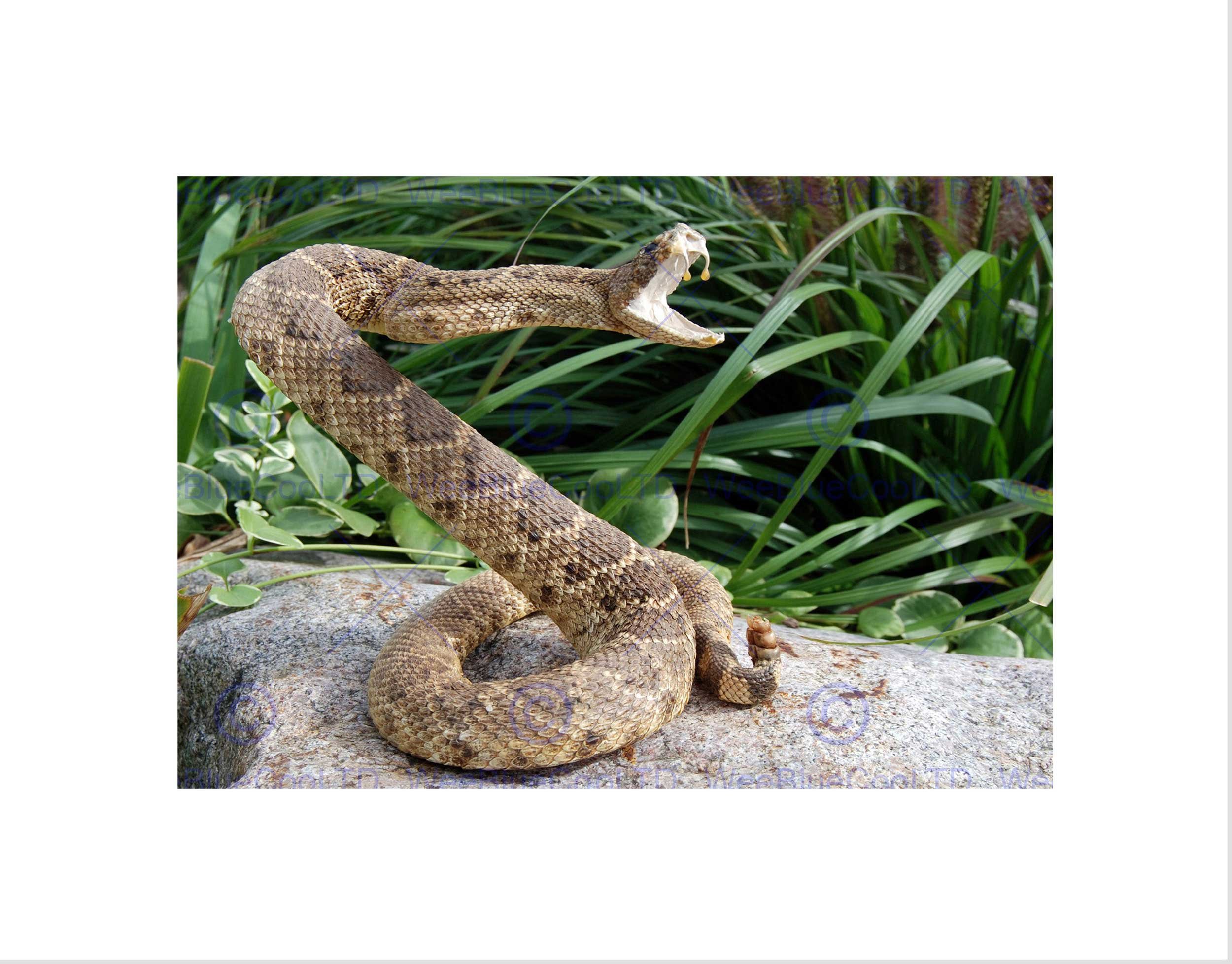 Wee Blue Coo RATTLE SNAKE REPTILE VENOM ATTACK BLACK FRAME FRAMED ART PRINT PICTURE B12X8720