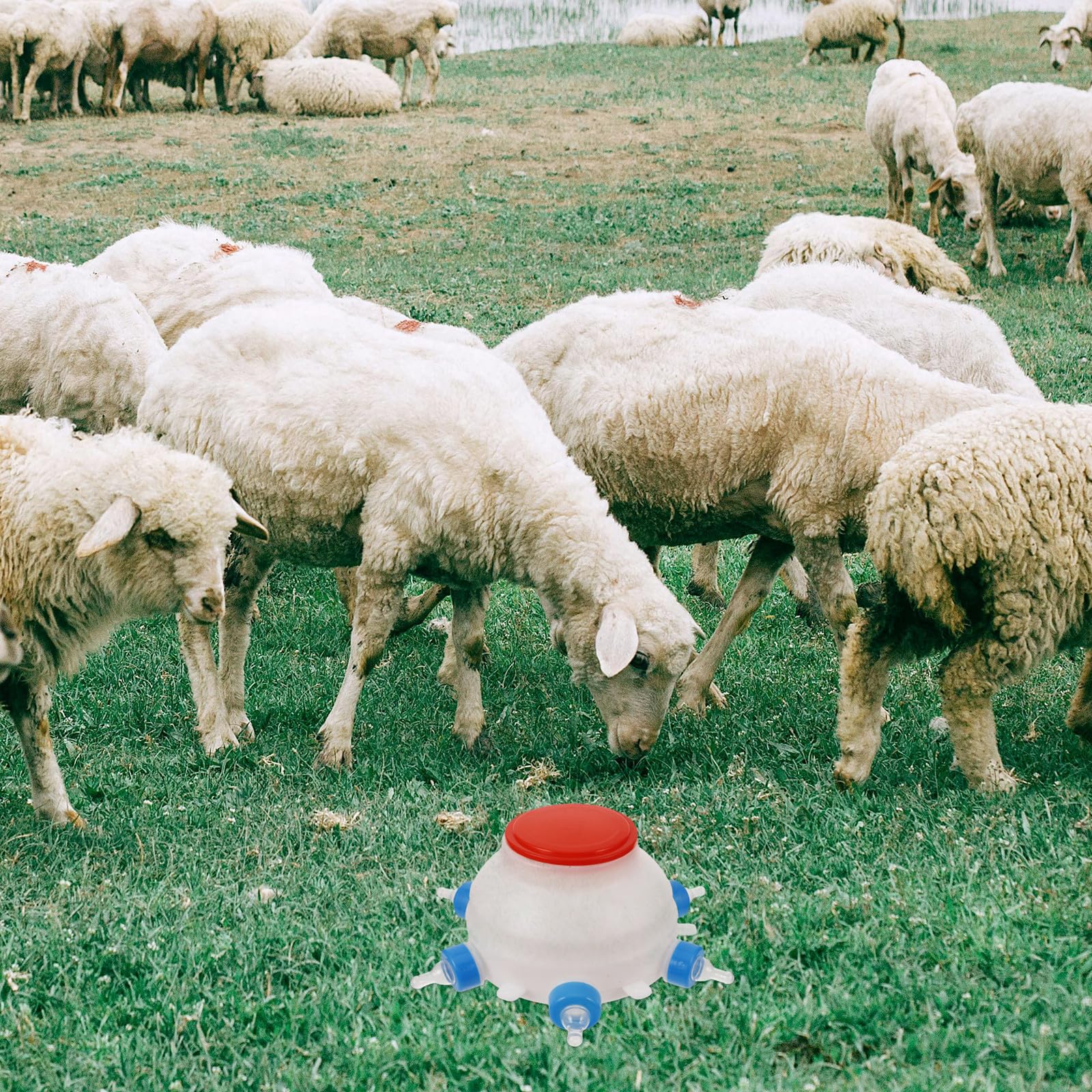 ULTECHNOVO Biberon per Agnelli in Plastica Bianco da 2,5 per Piccoli Animali, Alimentazione Efficiente e Multifunzionale per Allevatori in Fattoria