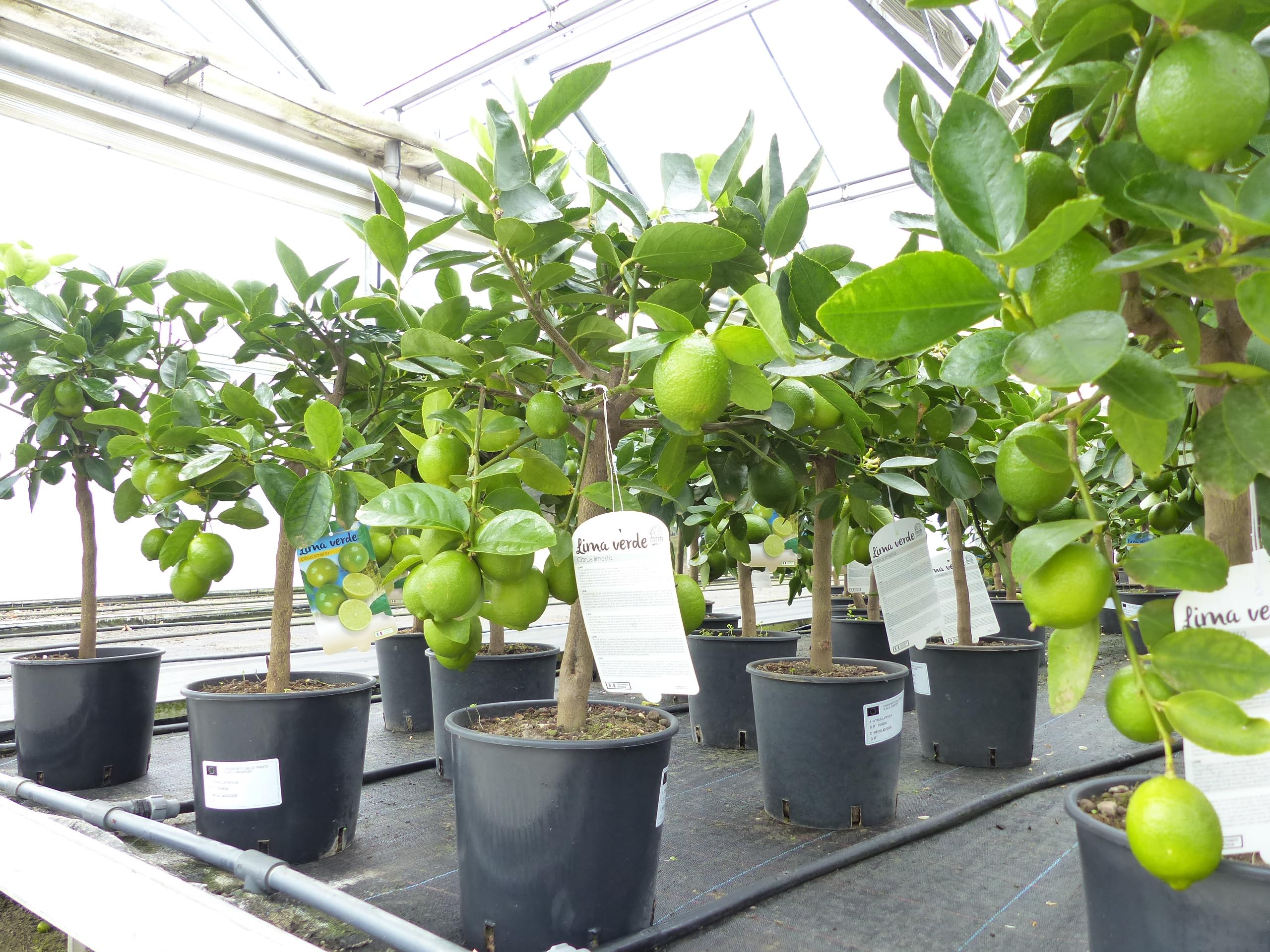 gruenwaren jakubik echte Caipi Limette Limettenbaum Citrus Lime 75-90 cm Zitruspflanze