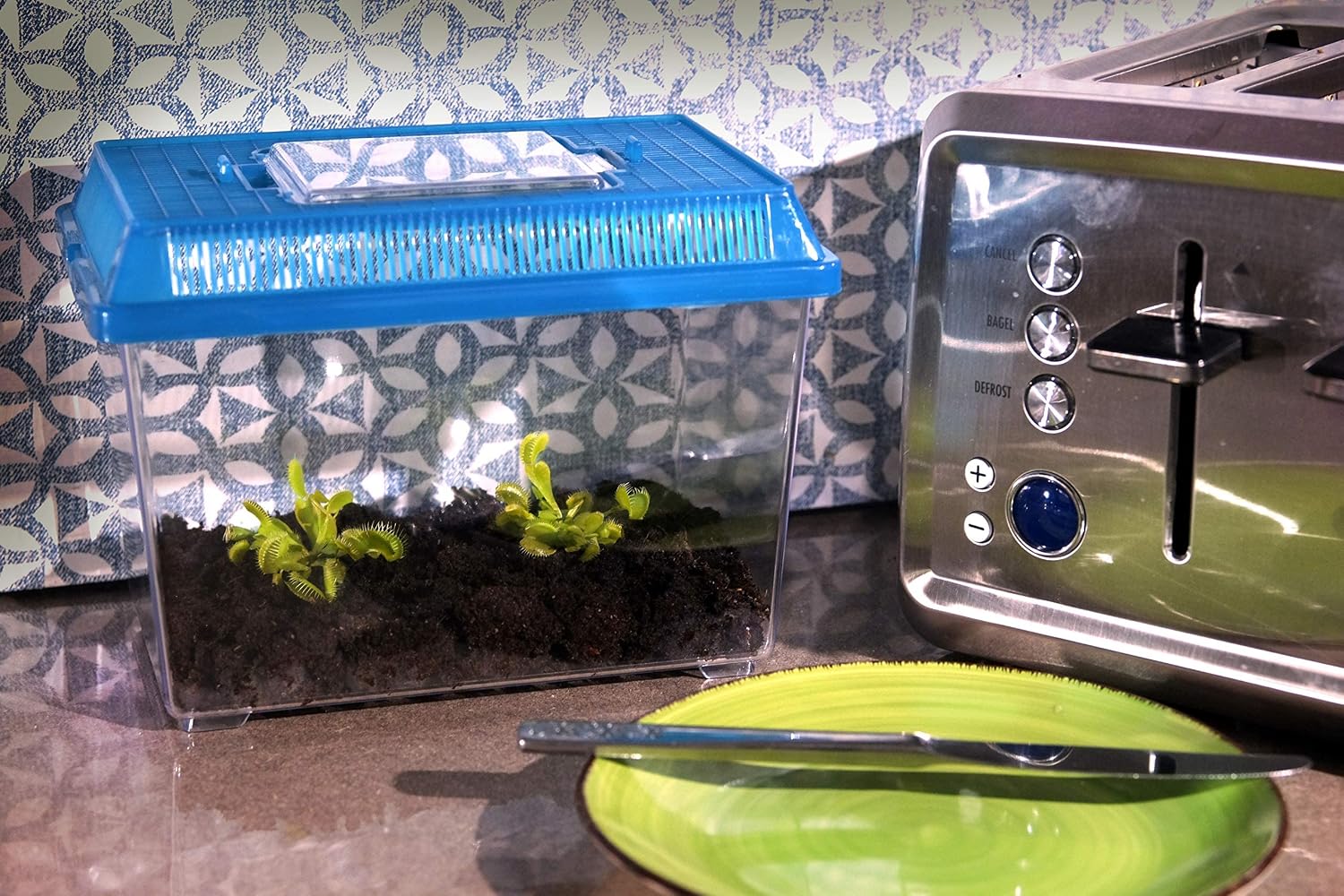 2 Venus Fly Trap Plants in 9"x 6"x 6.5" Terrarium by Nature Gift Store, Live Carnivorous Flytrap Plants, Assorted Color Lids