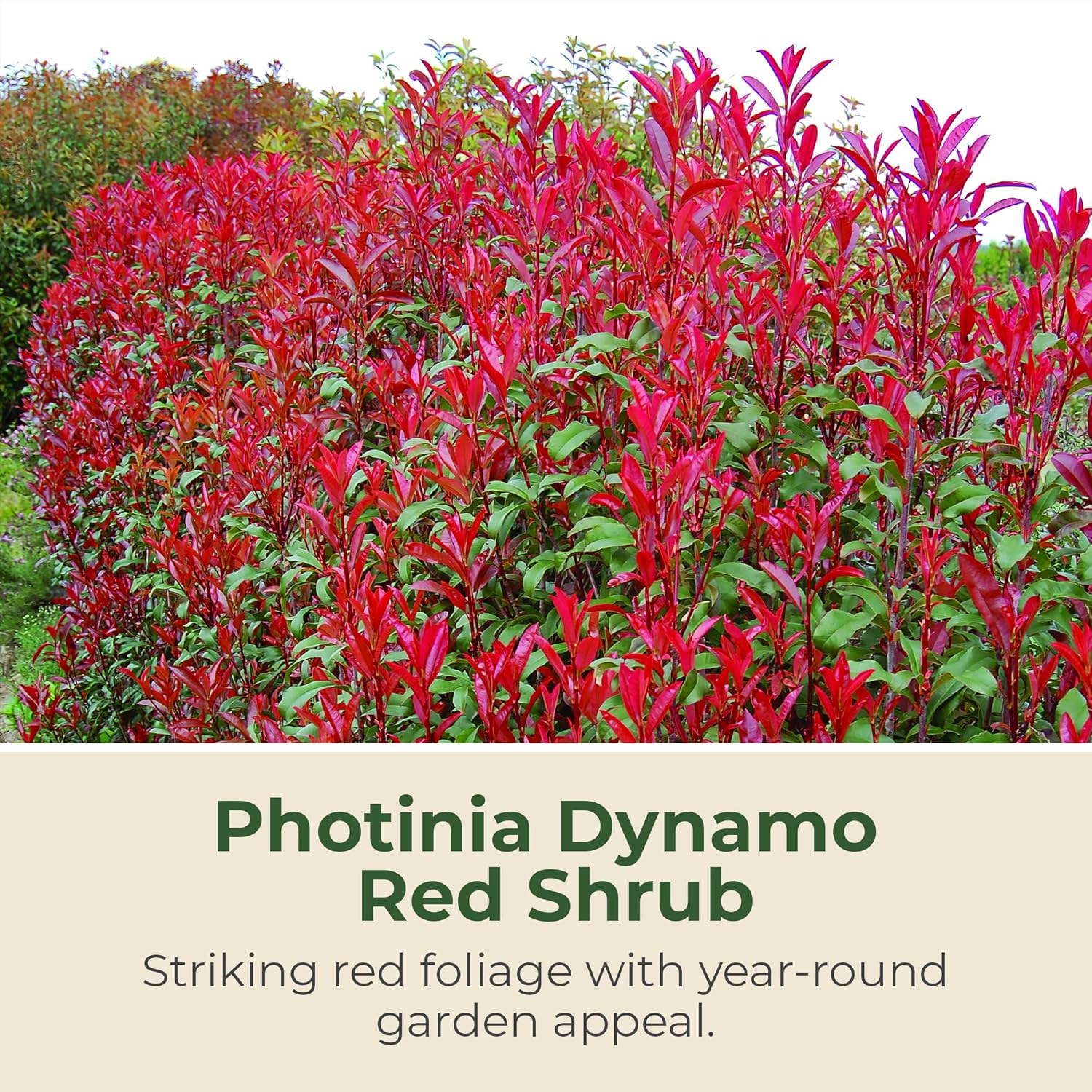 Photinia Dynamo Red Shrub - White Flowering Shrub in 3 Gal Pot - Grows Upto 8' x 5' - Pollinator-Friendly and Perfect for Garden Beds & Hedges (1 Count)
