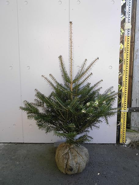 Amazon 群馬県産 モミノキ 樹高0 9 1 0m 本物のクリスマスツリー 生産者直売 もみの木 モミの木 植木