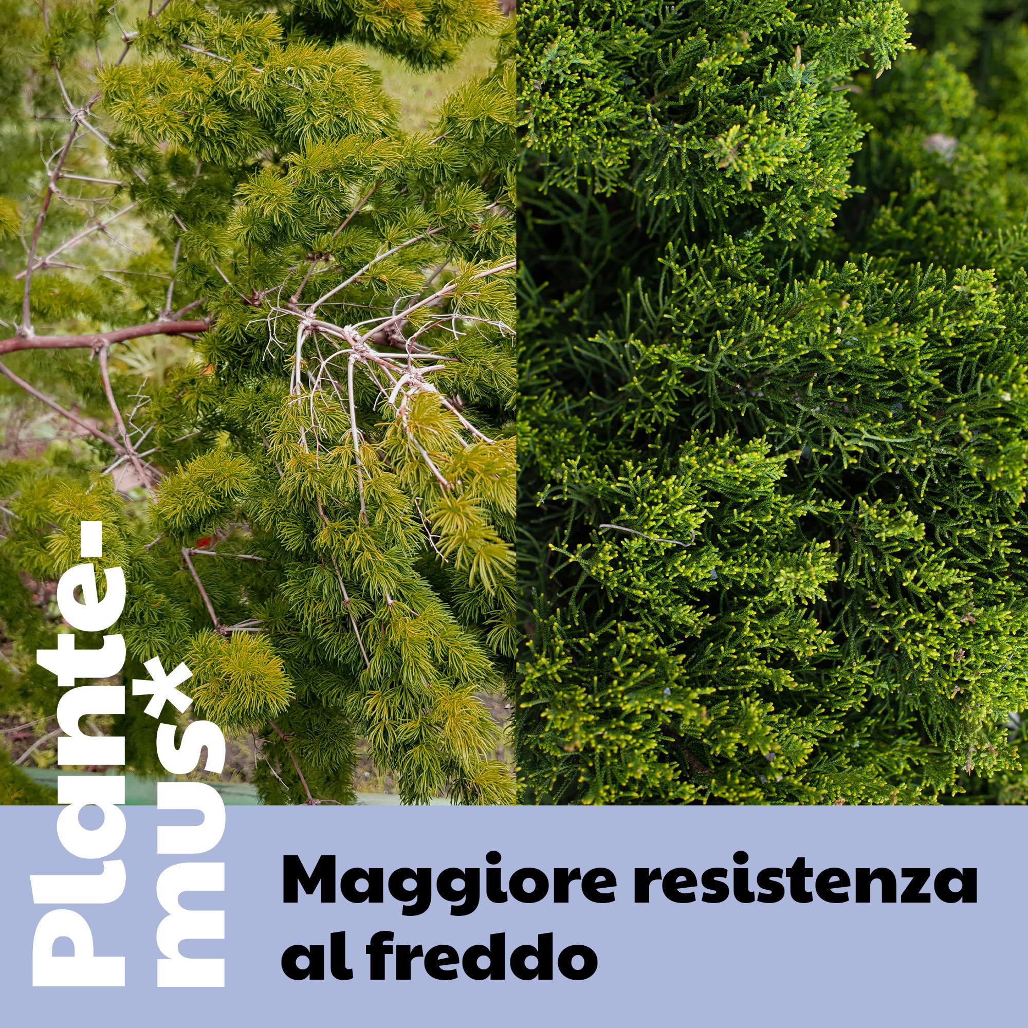 PLANTEMUS Concime per Alberi, Arbusti, Siepi e Piante da Esterno, Nutrizione Completa per la Vegetazione Esterna, Concime Granulare, 5.5 KG