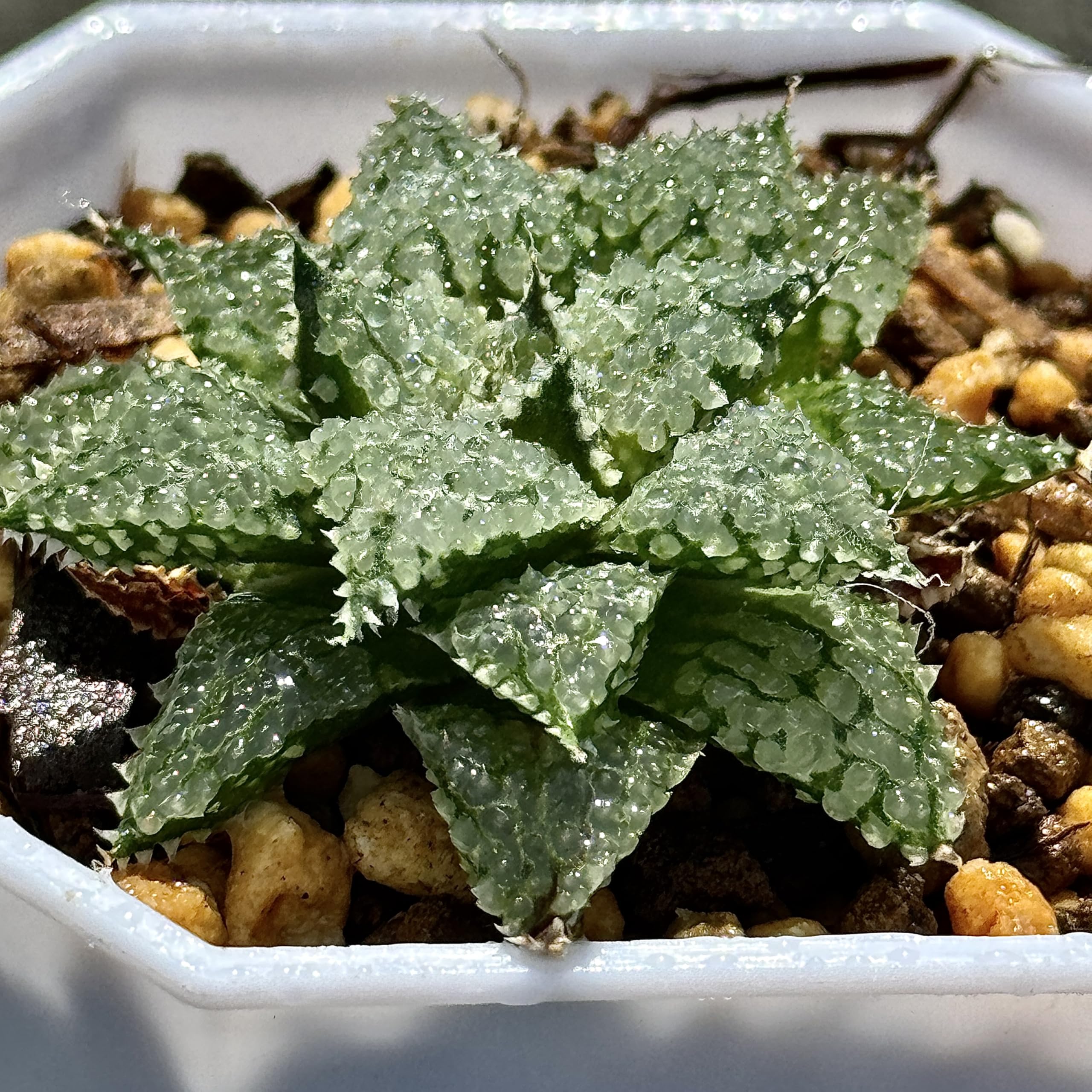 Amazon｜多肉植物 観葉植物 ハオルチア ハオルシア バブルコレクタ