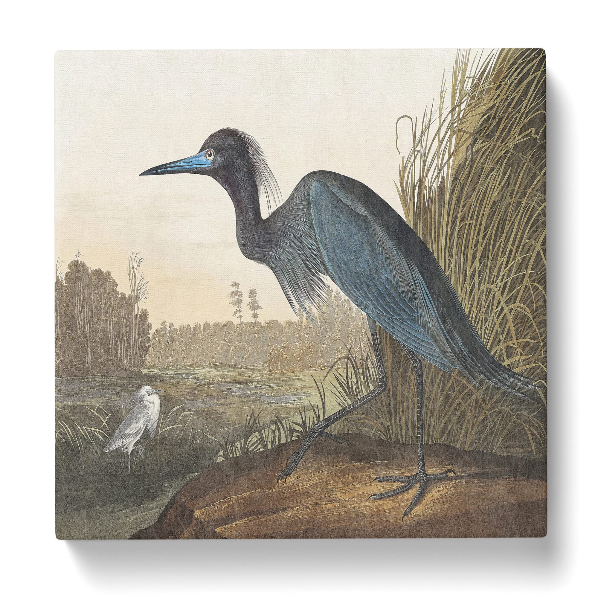 Blue Heron by John James Audubon Canvas Print, Mixed, 35L x 35W cm - Image 3