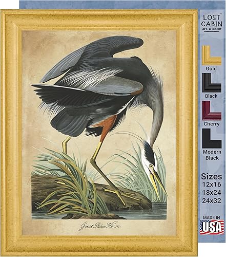 Miniatura 1 de Gran garza azul de James Audubon - Lienzo de 18 x 24 pulgadas en marco biselado dorado  Decoración artística enmarcada  Reproducción de pintura de