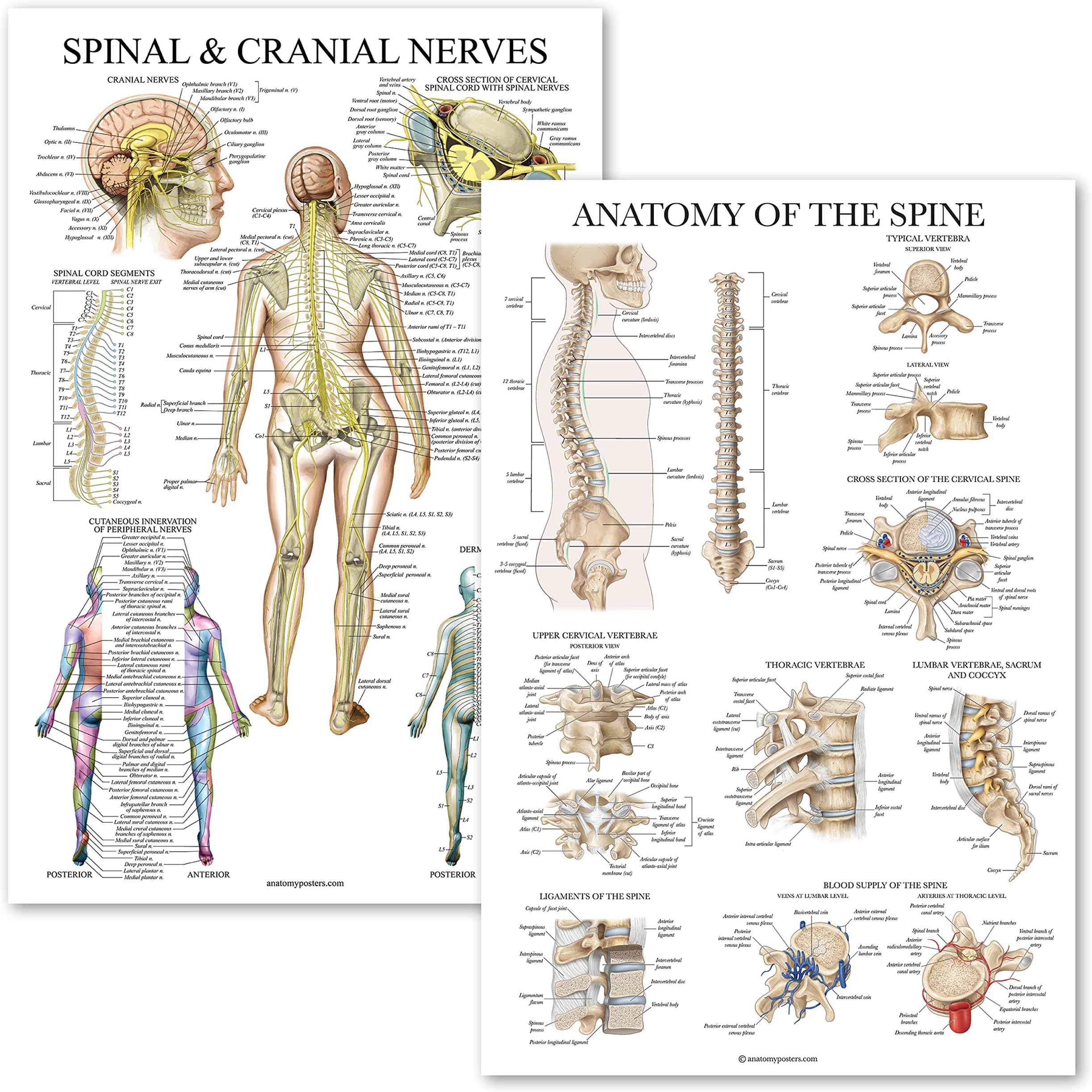 Palace Learning 2 Pack: Spinal and Cranial Nerves + Anatomy of the Spine Poster Set - Set of 2 Anatomical Charts - Laminated - 18" x 24"