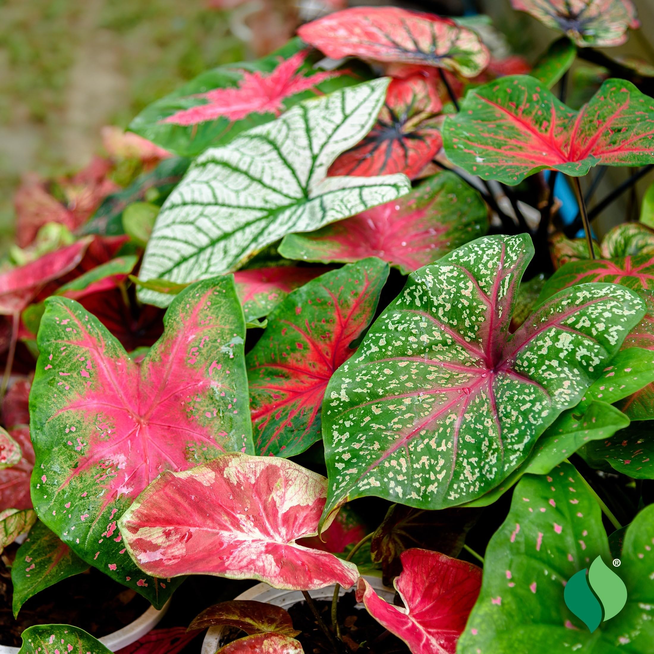 Andhagnau Greens Home Gardening Flower Bulbs Collection (Caladium Mix 5 + 2 Free Bulbs)