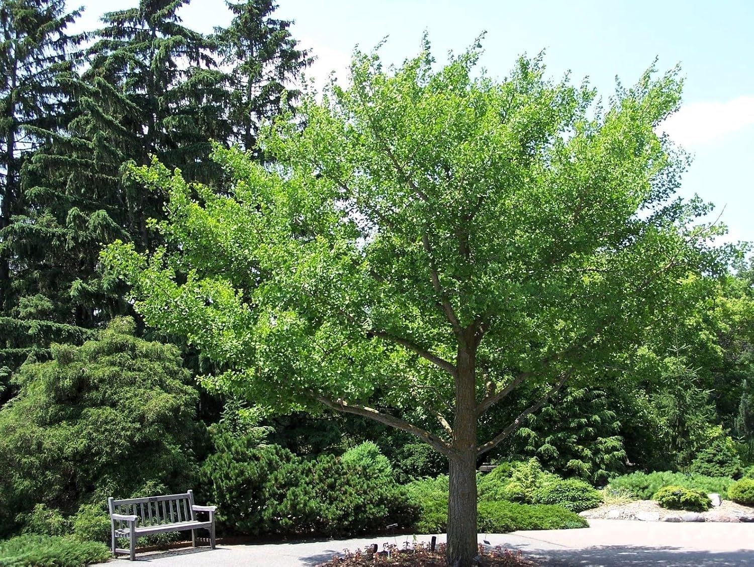 Generic 2 Trees Ginkgo Live Plants - 1qt. Pot Maidenhair Tree Ginkobiloba