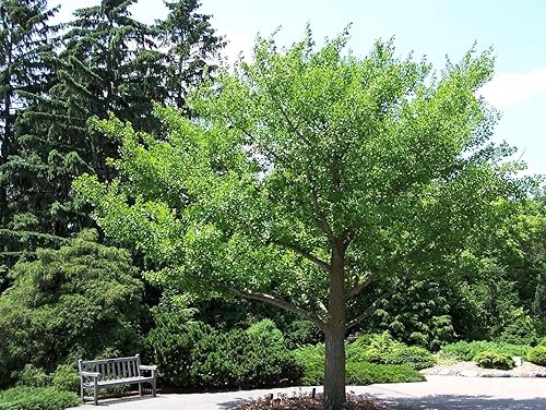 Miniatura 4 de Generic 2 árboles Ginkgo plantas vivas - 1qt. Pot Culantrillo Árbol Ginkobiloba