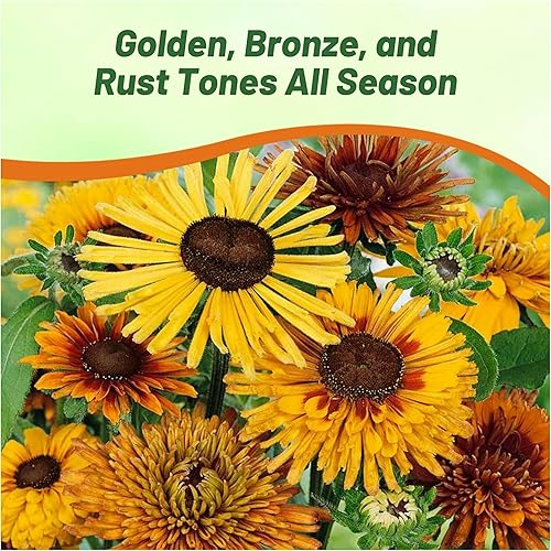 Miniatura 5 de Outsidepride Rudbeckia Hirta Chim Chiminee Garden Cut Flower Mix - 200 Semillas