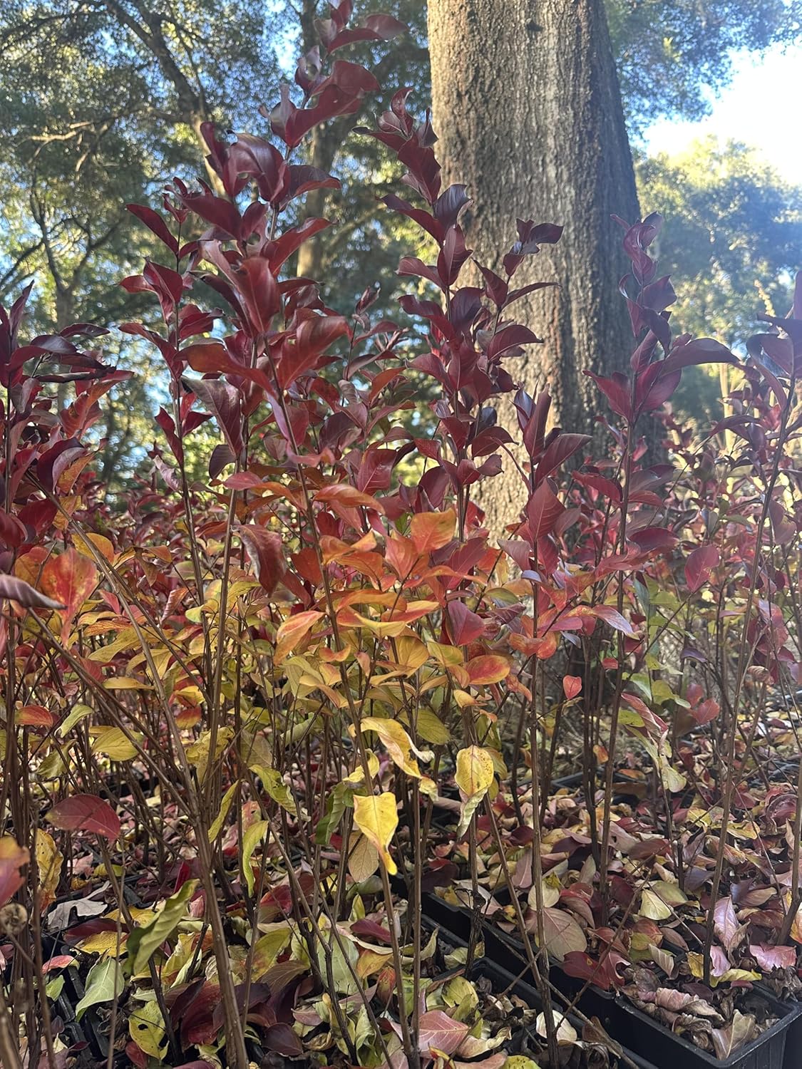 Elizabethanne Red Passion™ Crape Myrtle ~ A Southen Charm Original!, for The Lovers of True Red, Rainbow of Fall Foliage, Matures 20ft Tall & 15ft Wide, Ships 1-4ft Tall Well Rooted in Pot w/Soil