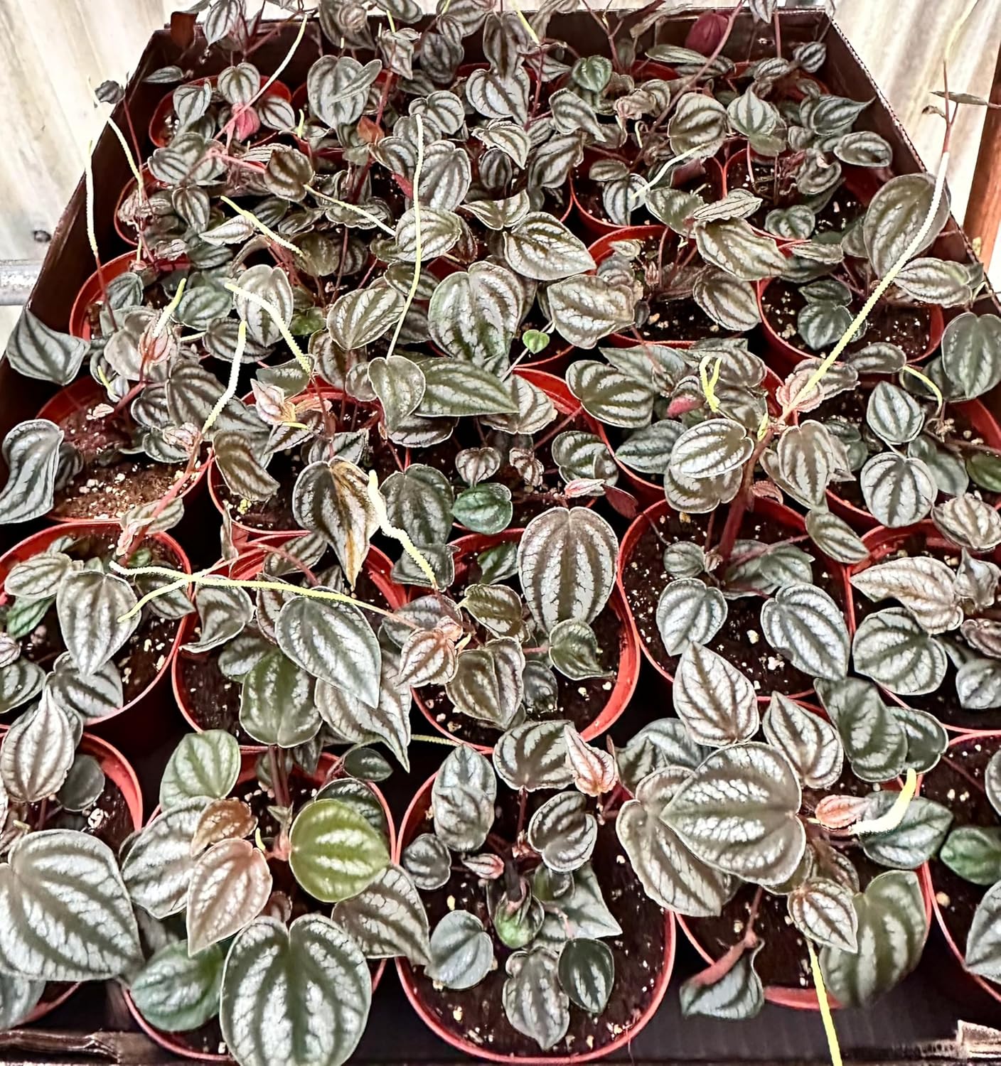 Peperomia Turboensis in 4 inch pots 15-Pack Bulk Wholesale Plants