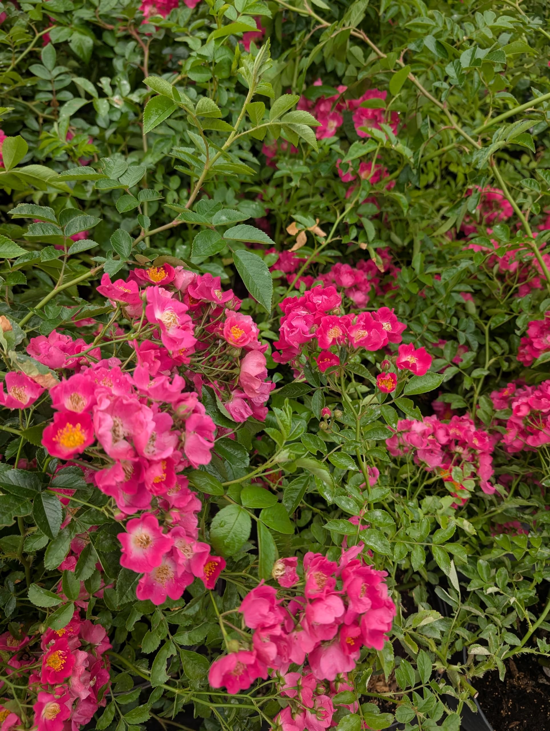 Rose * Maria Lisa* kleinblütige Rambler- Rose im Topf gewachsen