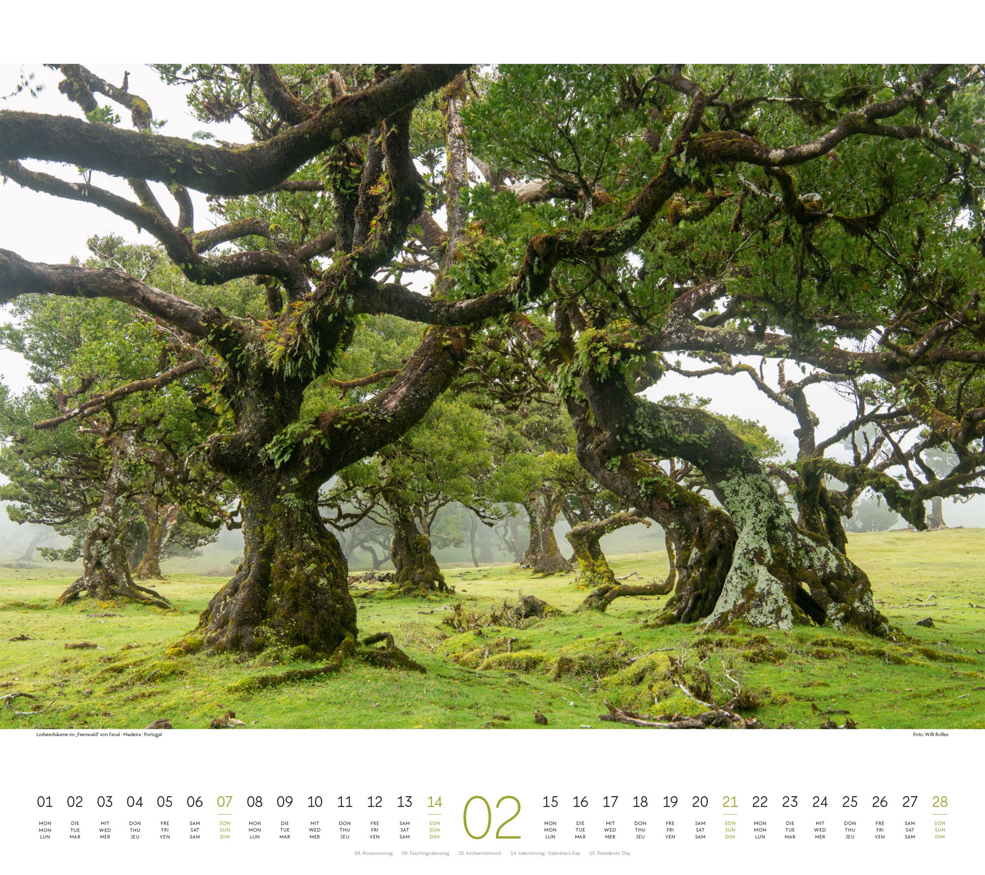 Wald Kalender 2027: Hochwertiger Natur-Kalender im großen Querformat (54x48 cm) | Bäume und Pflanzenwelt im Wandel der Jahreszeiten