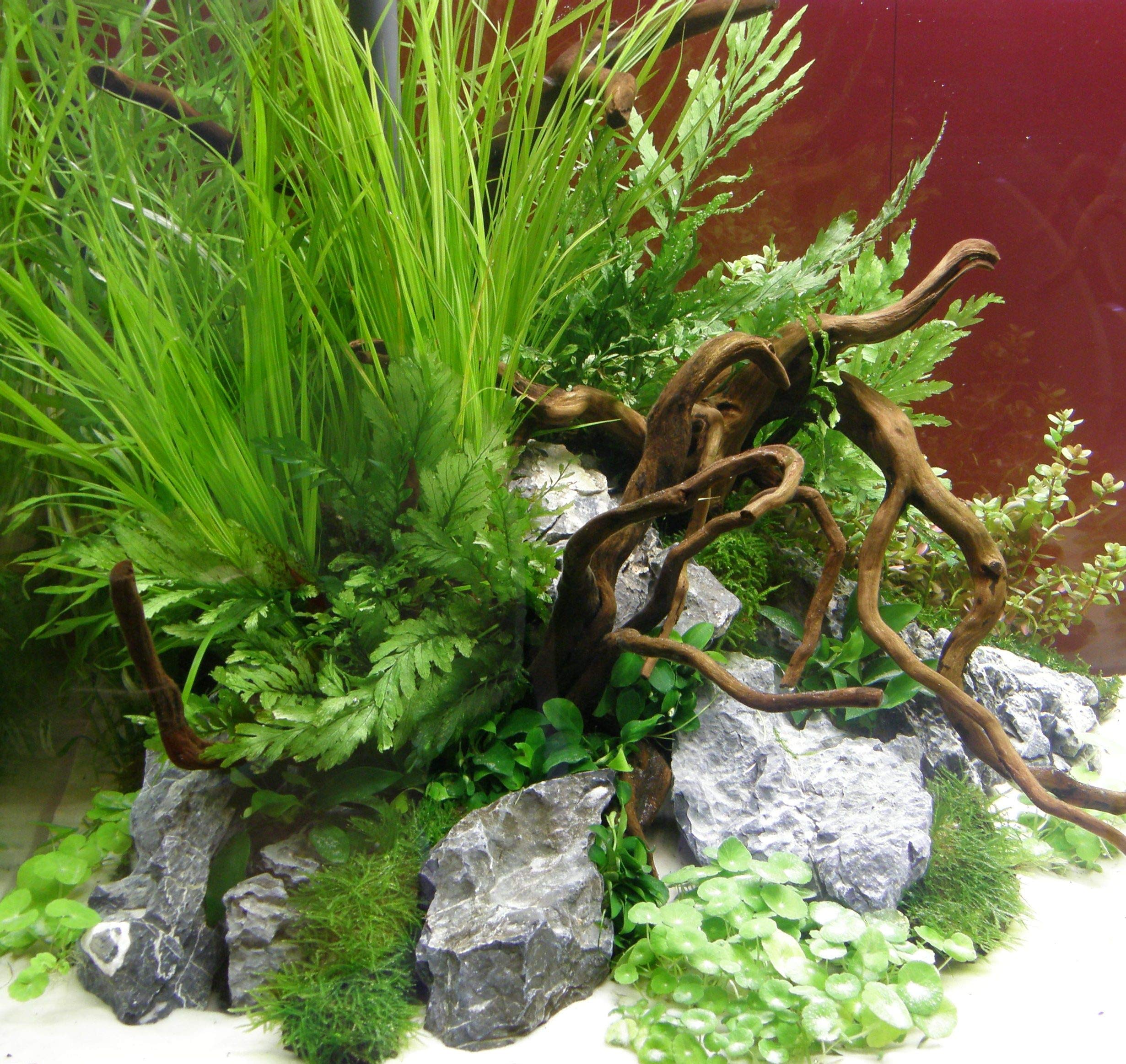 Mühlan - 4 getopfte Wasserpflanzen, 6 Bund Aquarienpflanzen + 2 Mooskugeln + Dünger - Südamerika Aquariumpflanzensortiment