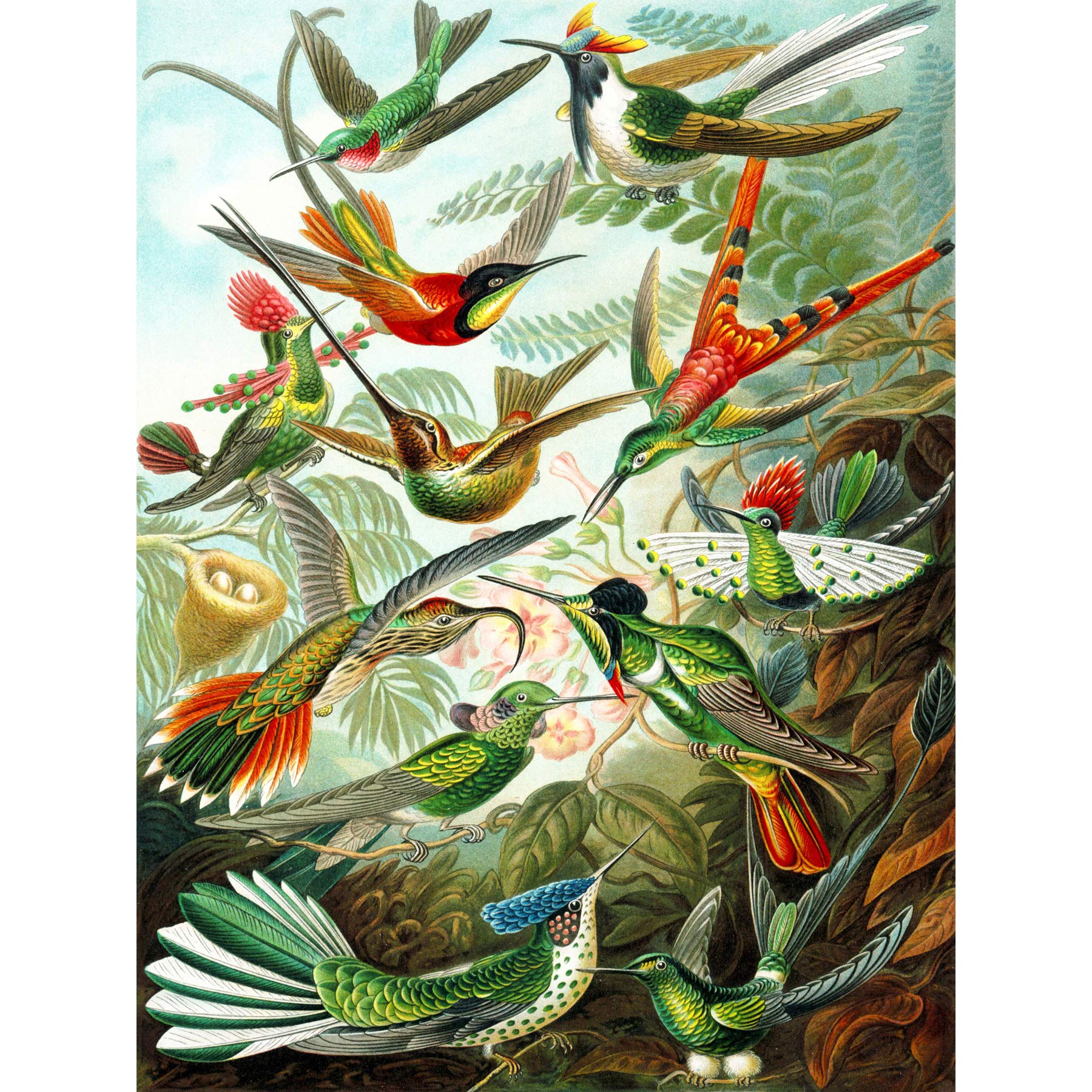 Wee Blue Coo Haeckel Plate 99 Hummingbirds Large Wall Art Poster Print Thick Paper 18X24 Inch