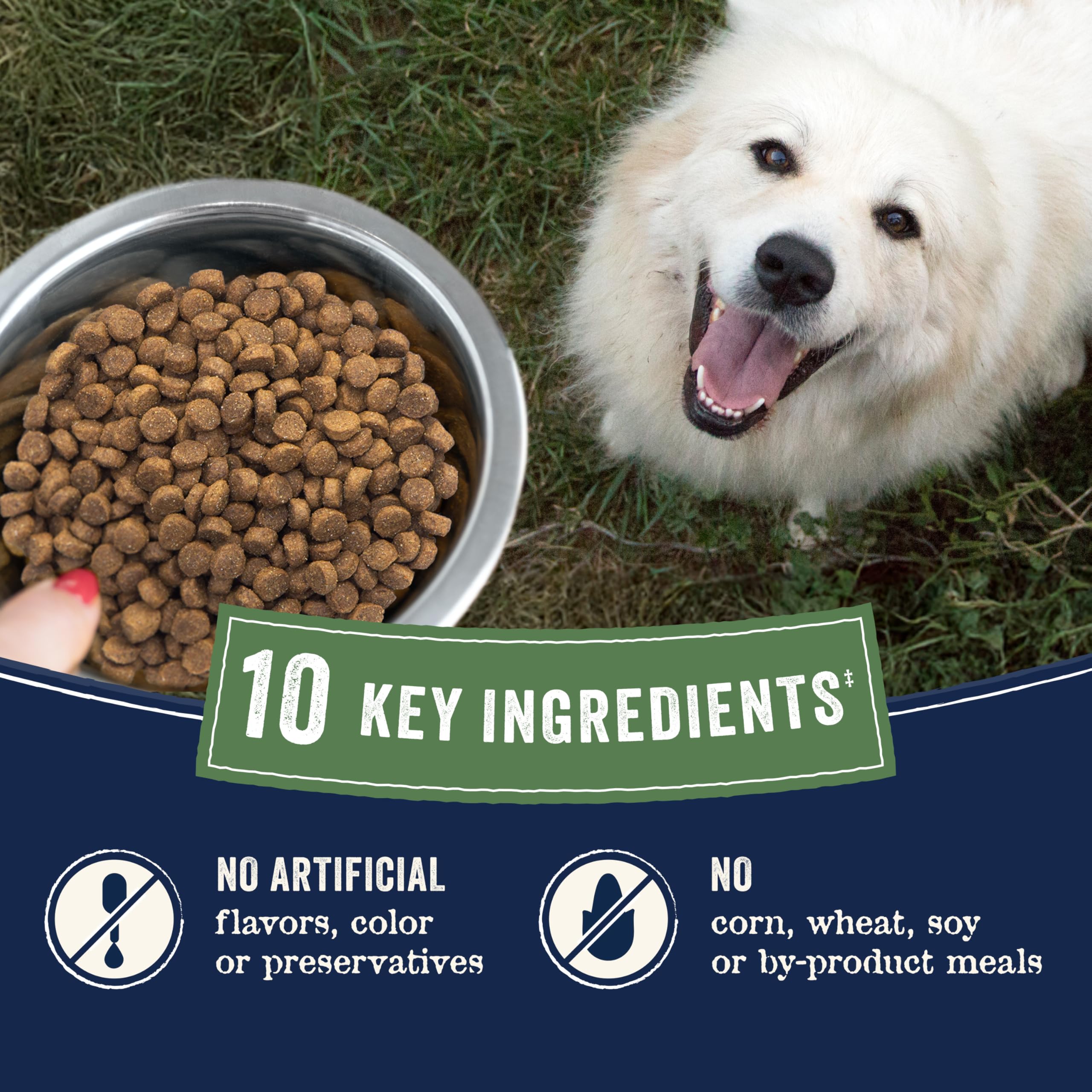 Canidae Pure Limited Ingredient, sucha karma premium dla dorosłych psów, prawdziwy kurczak, soczewica i ziemniaki, 1,8 kg, bez zbóż