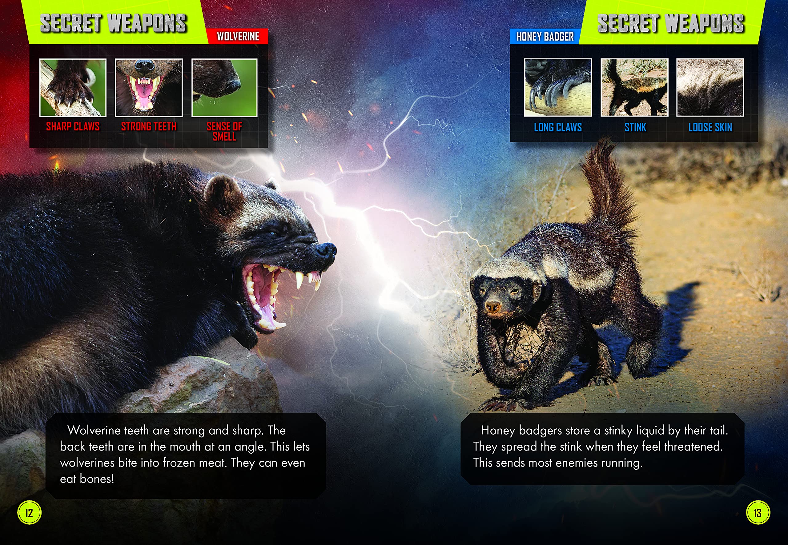 Wolverine Vs. Honey Badger