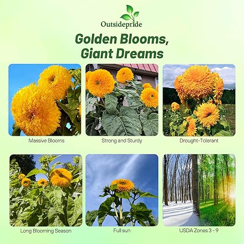 Outsidepride Giant Sungold - Semillas de girasol para plantar, 500 piezas anuales, fáciles de cultivar con flores vibrantes y abundantes para