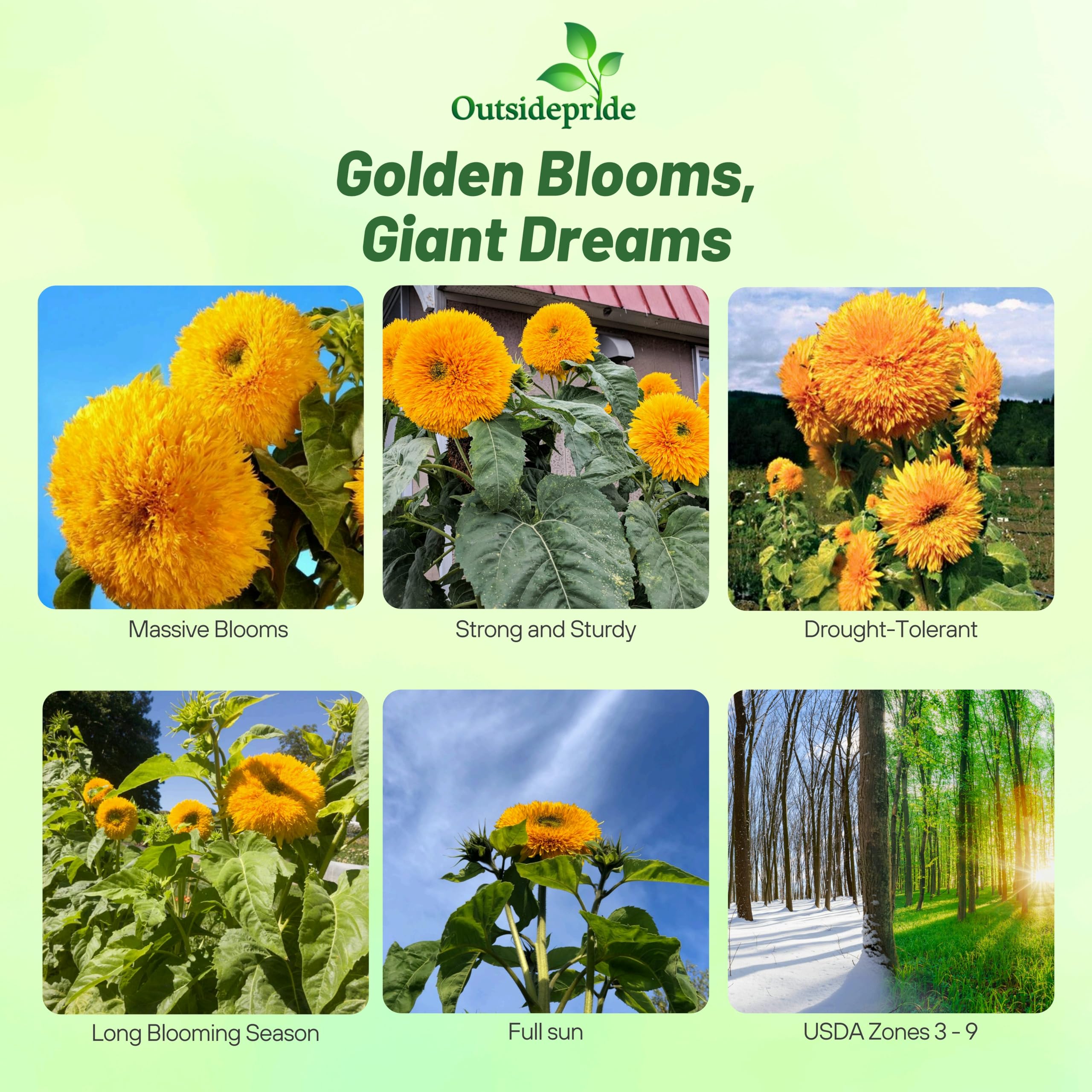 Amazon.com : Outsidepride Giant Sungold Sunflower Seeds for