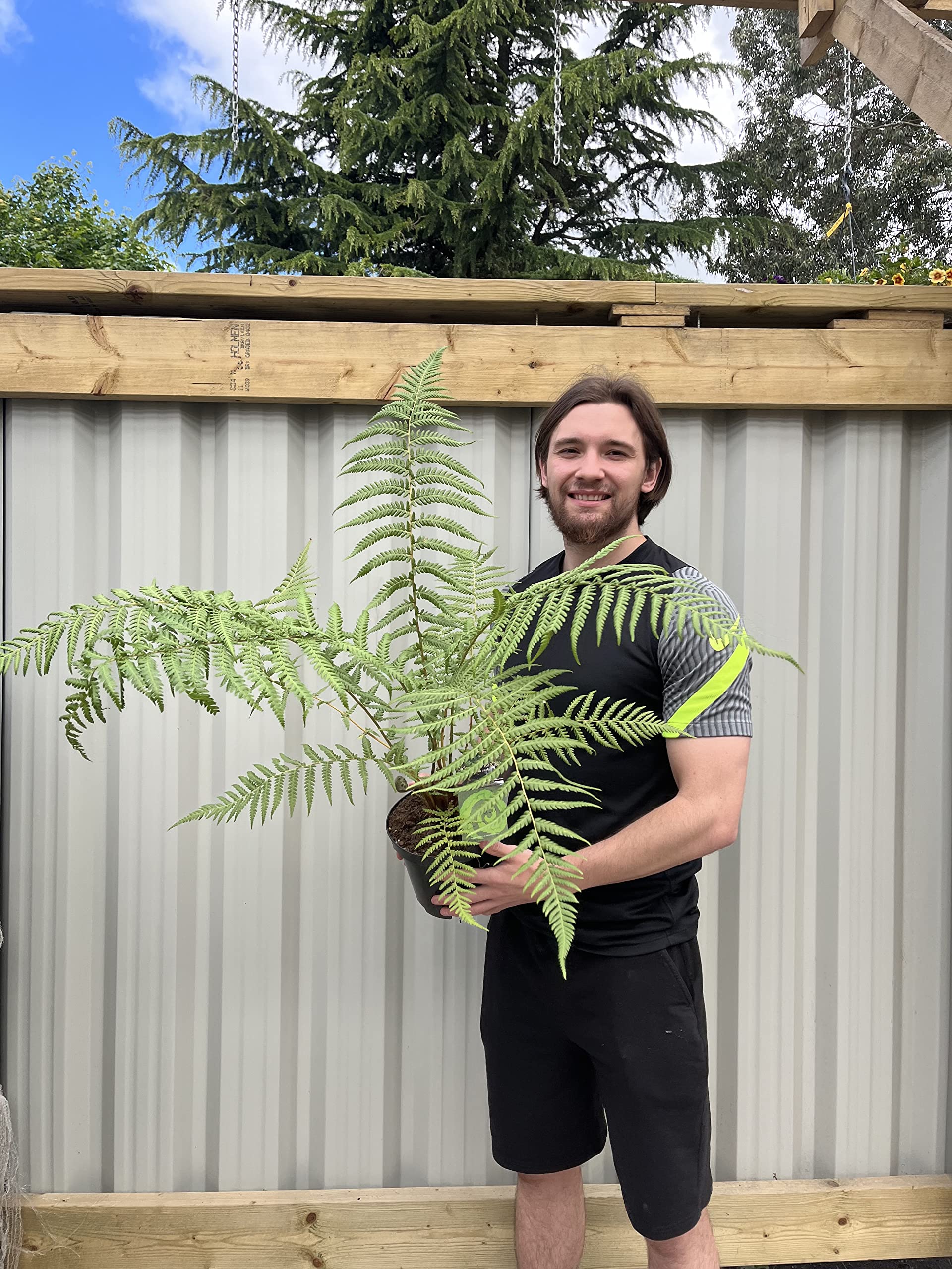 Dicksonia Antarctica | Tree Fern | 50-70cm Approx