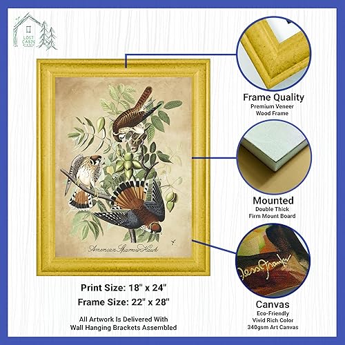 Vista 213 de Towee Bunting by James Audubon - Marco biselado negro de 12 x 16 pulgadas, decoración artística enmarcada para pared, reproducción de pinturas