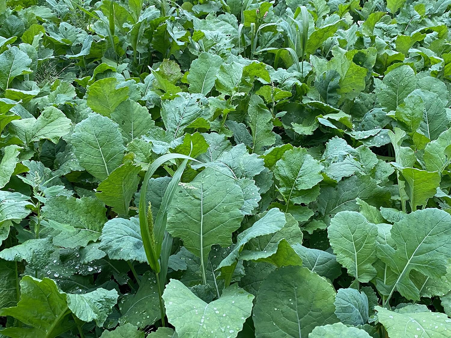 Domain Outdoor Show Stopper Food Plot Seed, 1/2 Acre, High Protein Forages with High Energy Tap Roots, Superior Re-Growth Potential, Easy to Plant, Fast Germination, Carefully Selected Plant Varieties