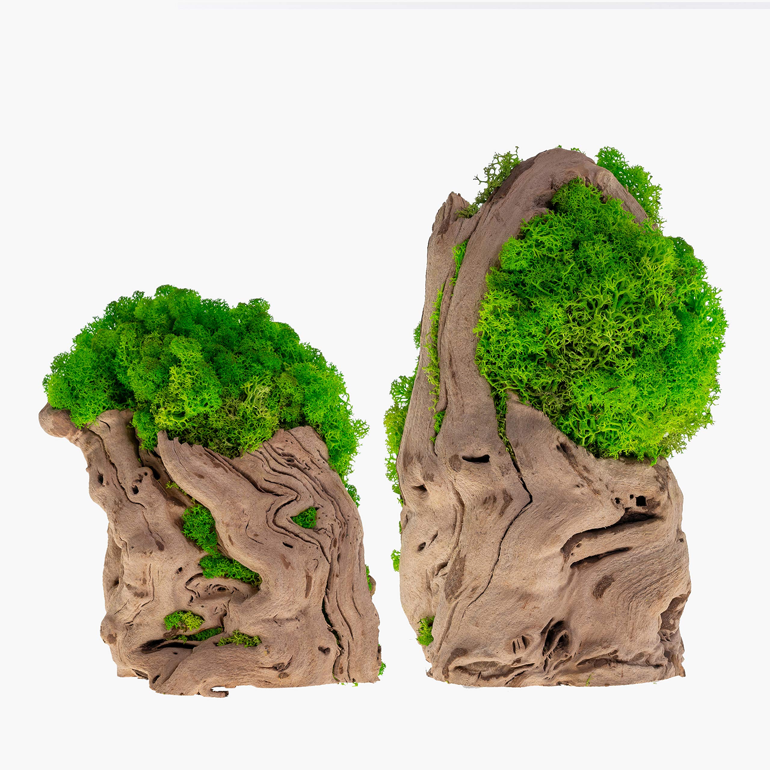 Real Plants Without Watering, Preserved Moss Tree Art Arrangement, Indoor Home & Office Natural Green Plants Décor - Non-Toxic