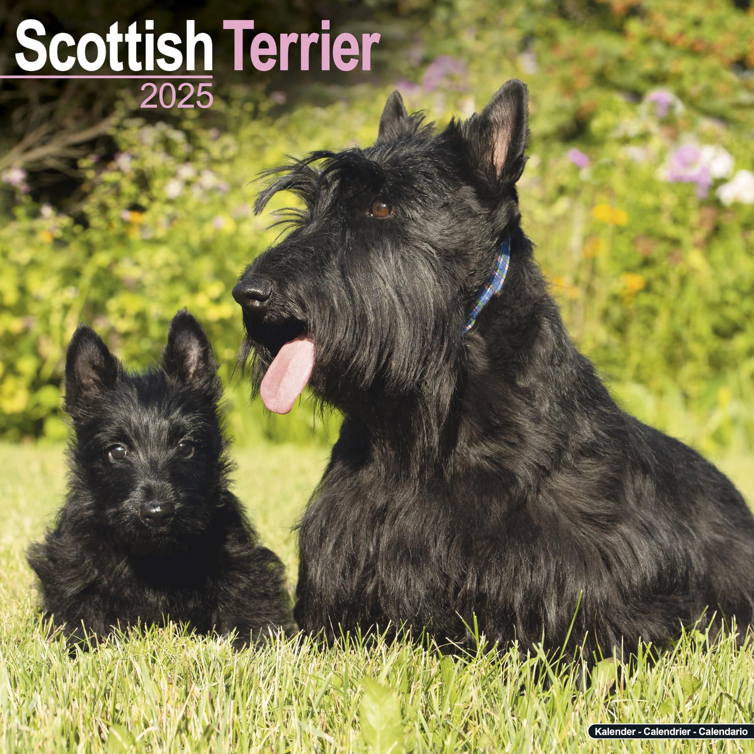 Scottish Terrier 2025 Square Wall Calendar | Dog Breed Calendar