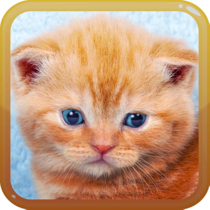 Мяуканье котят kittens meowing kittens meowing звук. Мяуканье котят kittens meowing kittens meowing звук