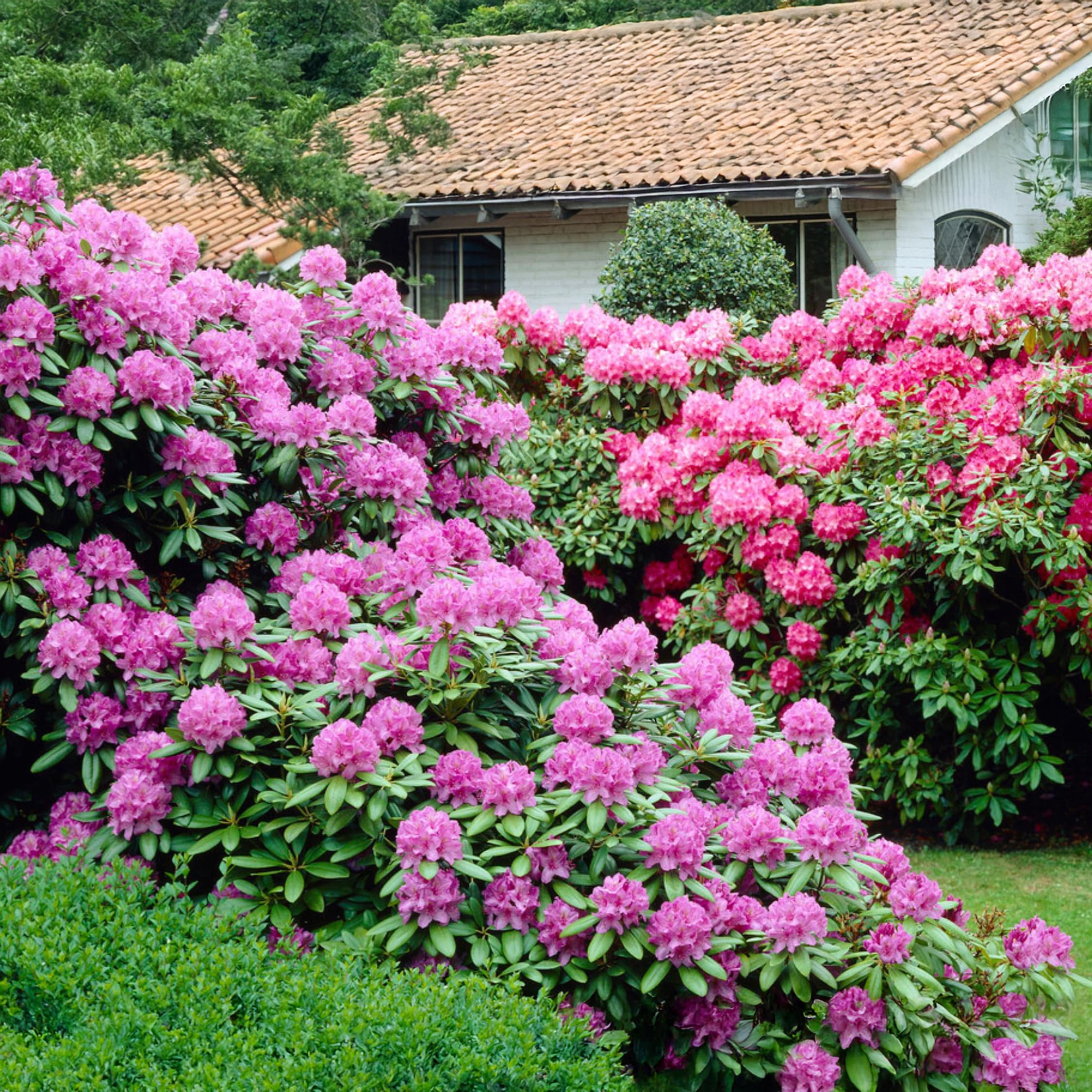 Plant in a Box - Rhododendron - 3er Mischung - Lila, wei & Rosa - Topf 9cm  - Hhe 25-40cm : Amazon.de: Garten