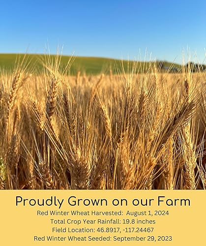 Miniatura 12 de Granos de trigo duro rojo de invierno transgénicos, 100 % sin irradiar. Certificado Kosher Parve. Cultivado en EE. UU. Registro de campo