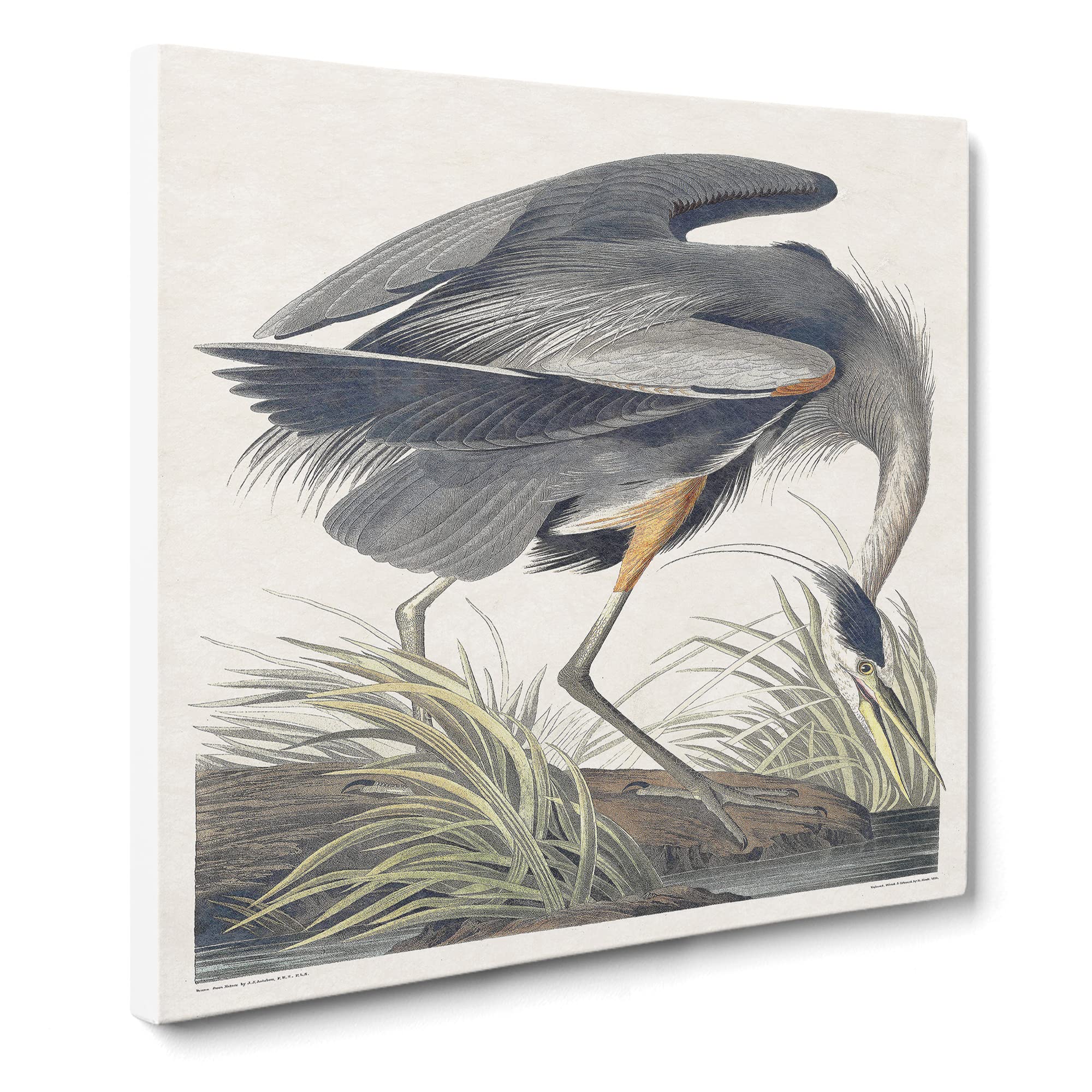 Great Blue Heron by John James Audubon Canvas Print, Mixed, 35L x 35W cm