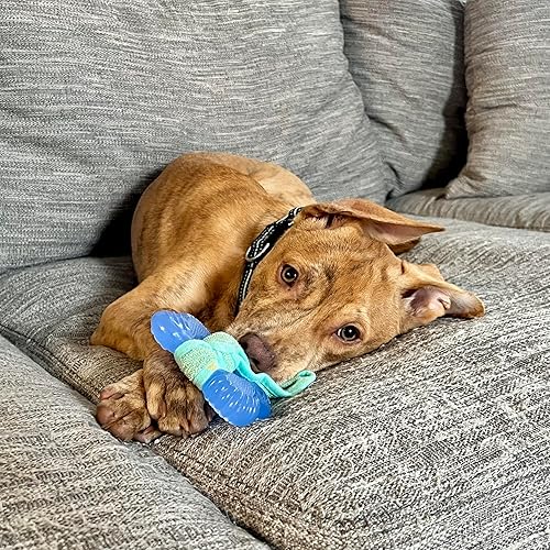 Miniatura 2 de Nylabone Freezer Bone - Juguete masticable para cachorros, juguetes calmantes para la dentición para cachorros, goma y tela de rizo, sabor a