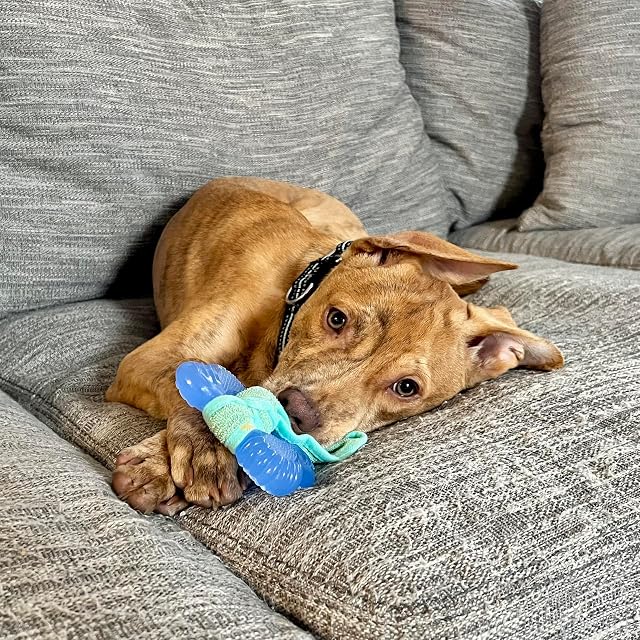 Foto 6 de 8 de Nylabone Hueso Apto para Congelar Cachorros, Sabor A Mantequilla De Cacahuete 90 g
