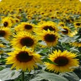 Sunflowers Wallpapers and Backgrounds